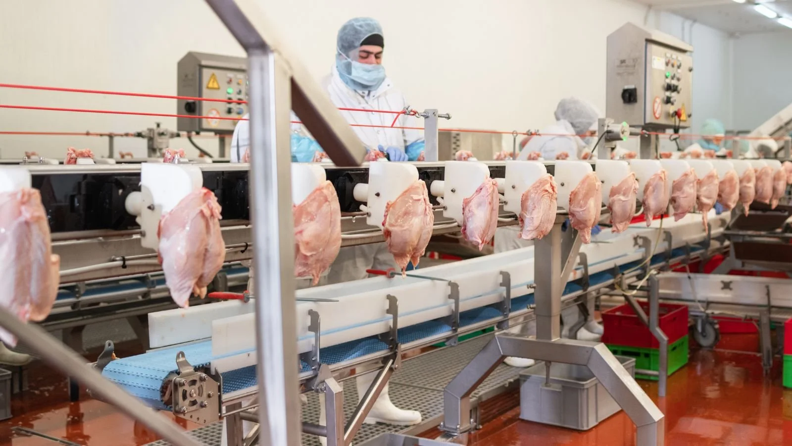Workers in protective clothing processing chicken meat on an automated assembly line in a factory.