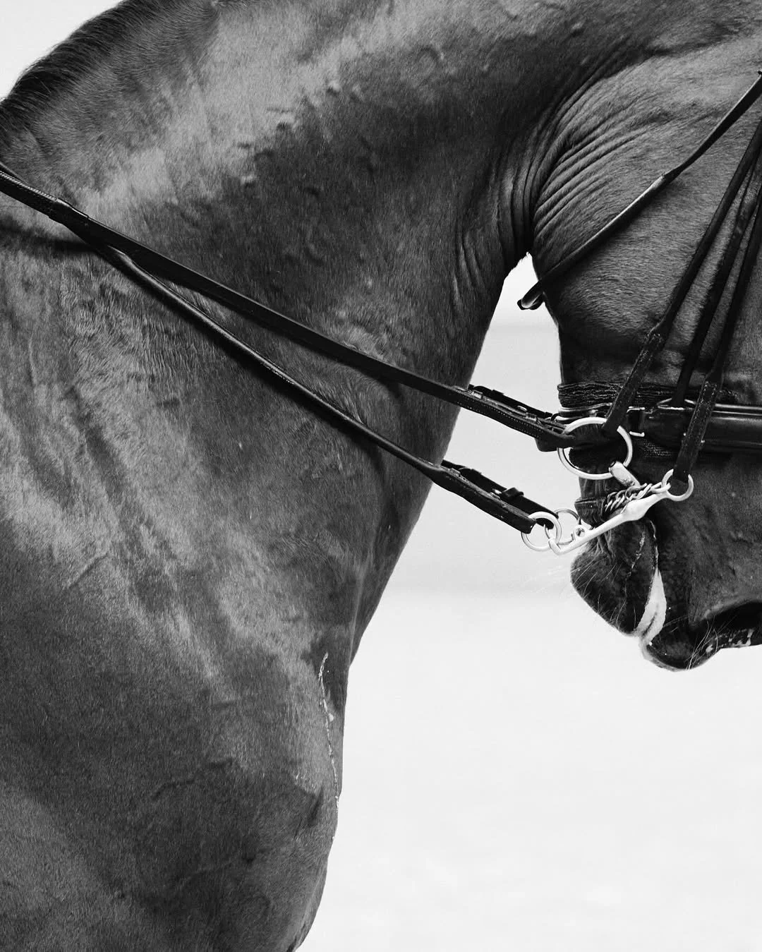 A Day At The Stables