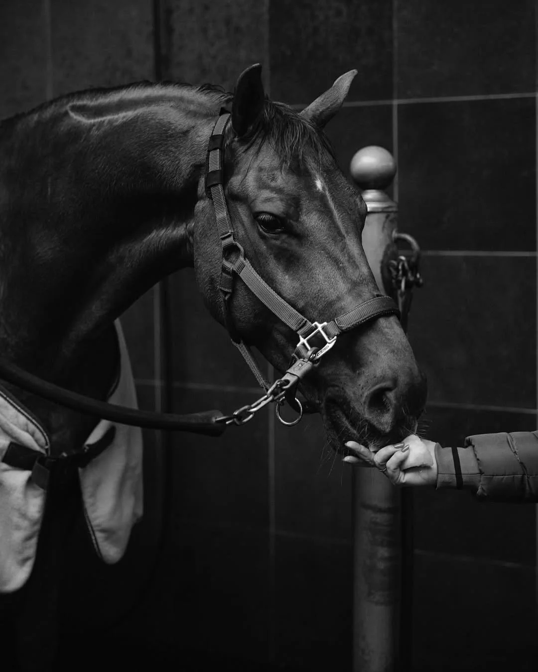 A day at the stables with @vissertosca and her beautiful horse Jackson 💞A few weeks ago, I boug (3).jpg