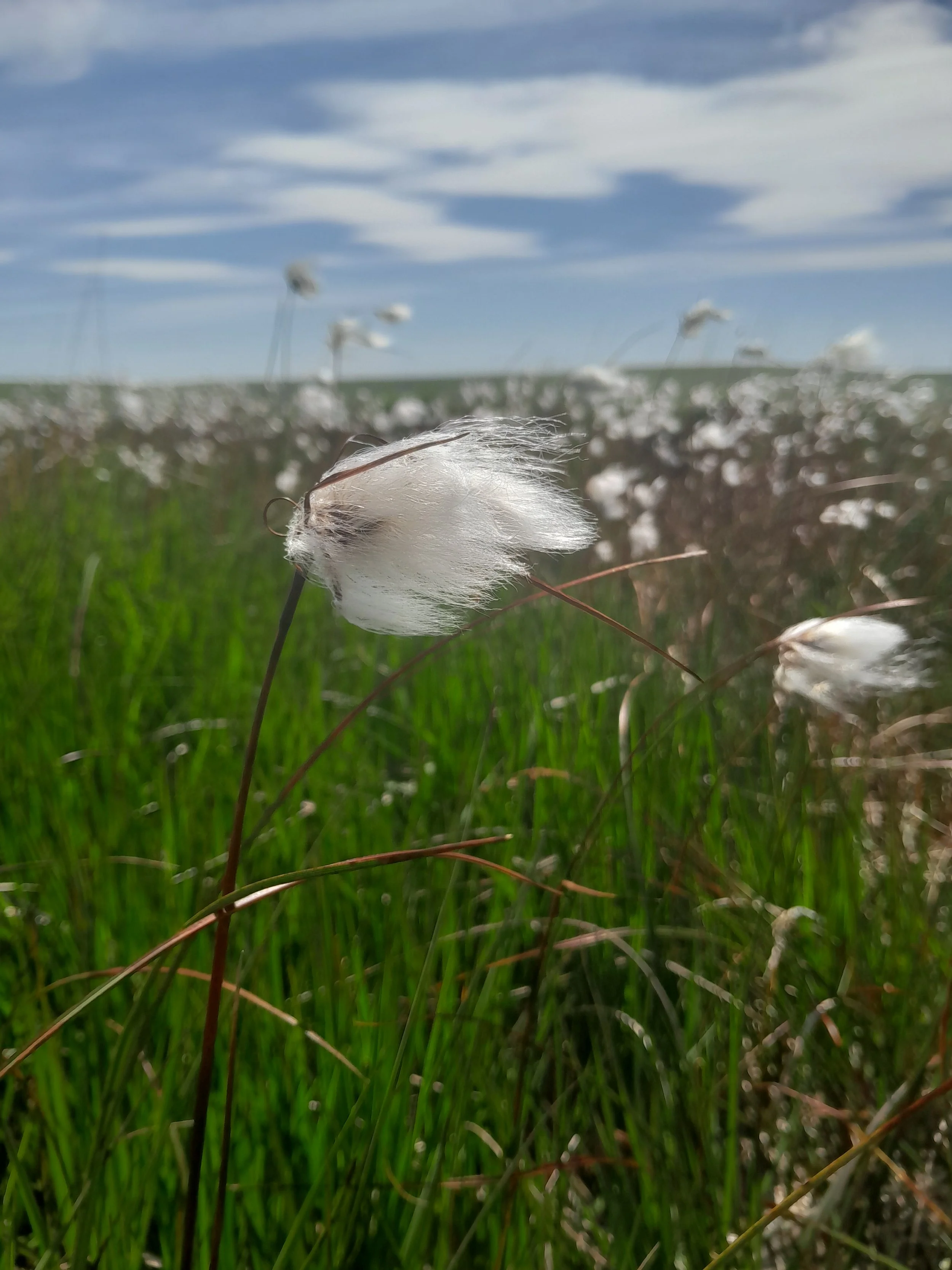 Close-up of white cotton grass blooming in a field with green grass and a cloudy sky in the background.
