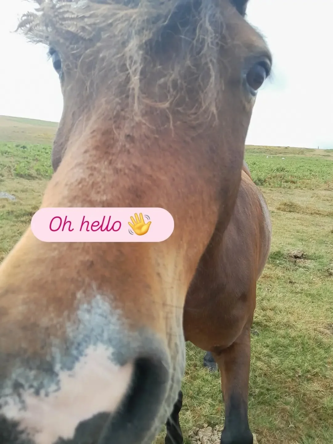 I thought this friendly guy deserved a post of his own after he befriended me on a recent walk 💗

I love seeing the ponies running free and wild on Dartmoor - it's just magic to watch ✨️