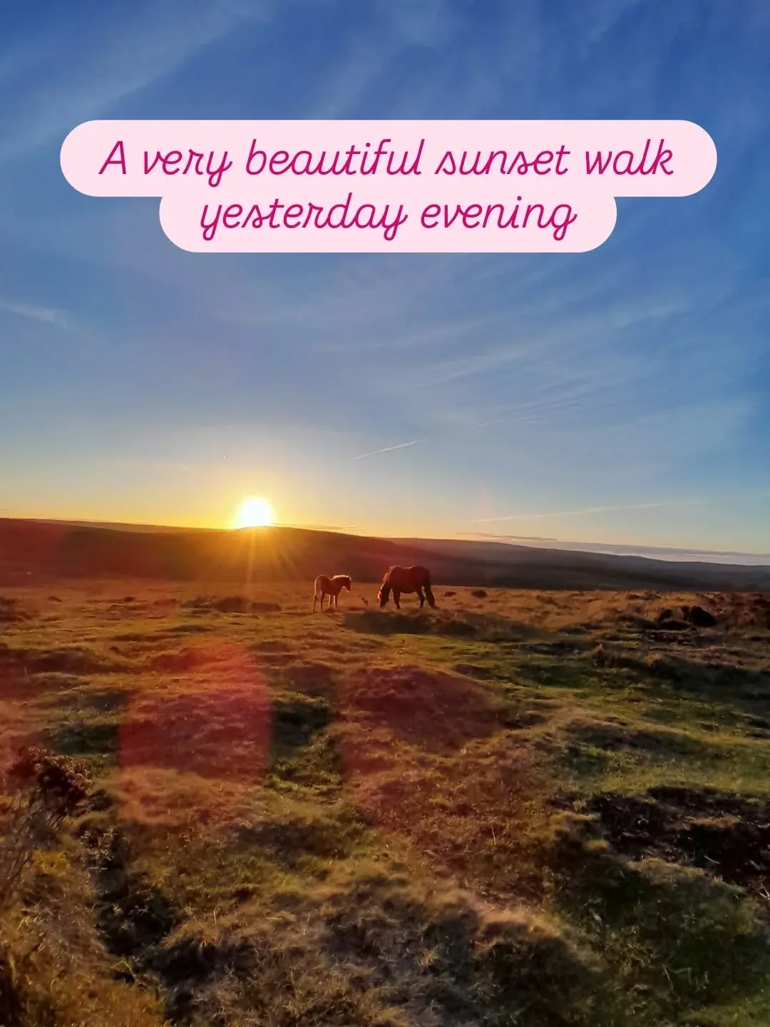 The light on yesterday's sunset walk was just stunning. Dartmoor is just golden at this time of year 💛

#natureconnection 
#dartmoor 
#wildcalmdartmoor 
#dartmoorponies 
#sunsetwalk