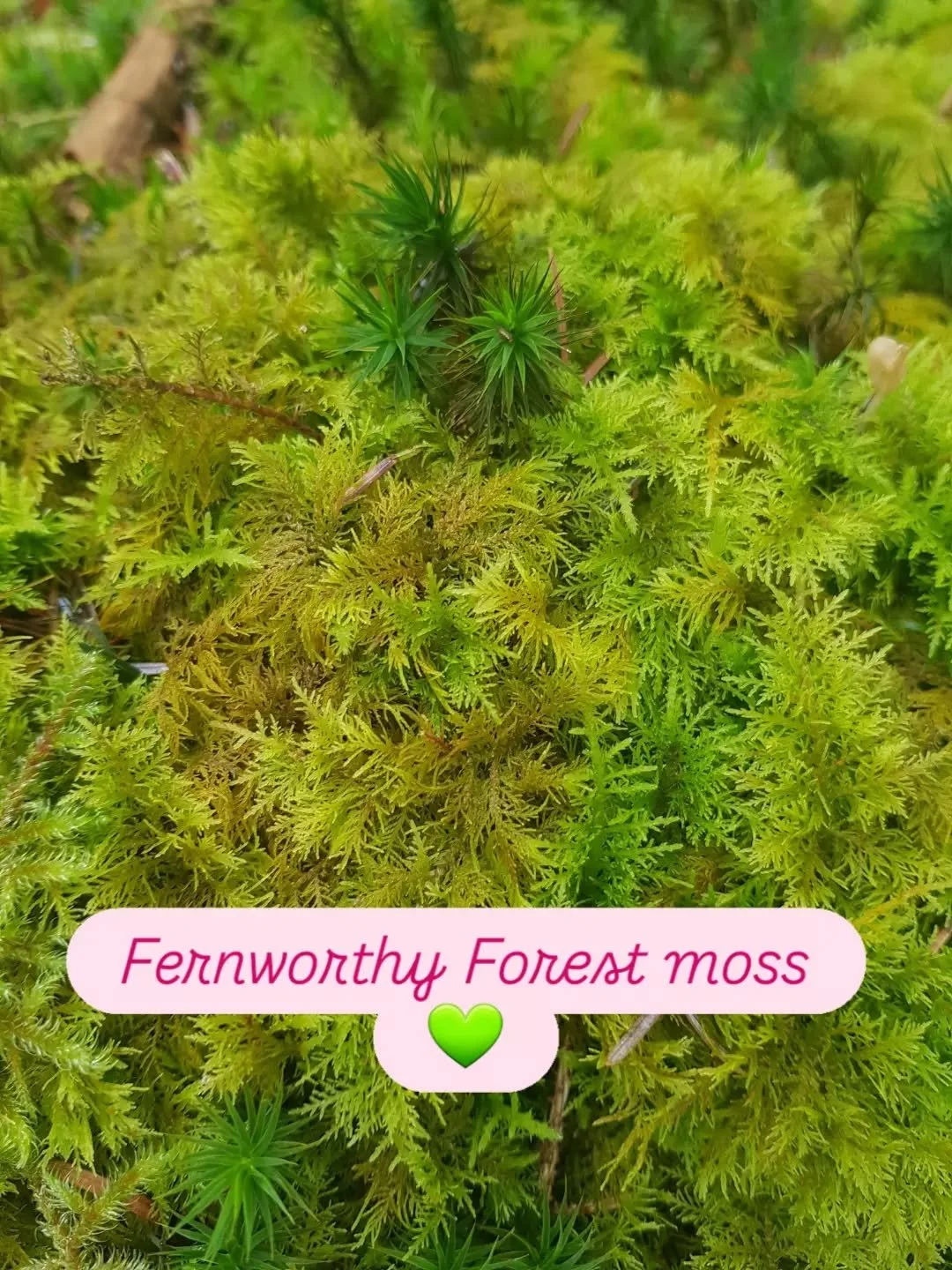 Did you know that moss first appeared on Earth 450 million years ago? At this time of year it is so vibrant and extremely beautiful. And there is a lot of it in Fernworthy Forest! 

#lovedartmoor #wildcalmdartmoor #mindfulwalking #foresttherapy #moss