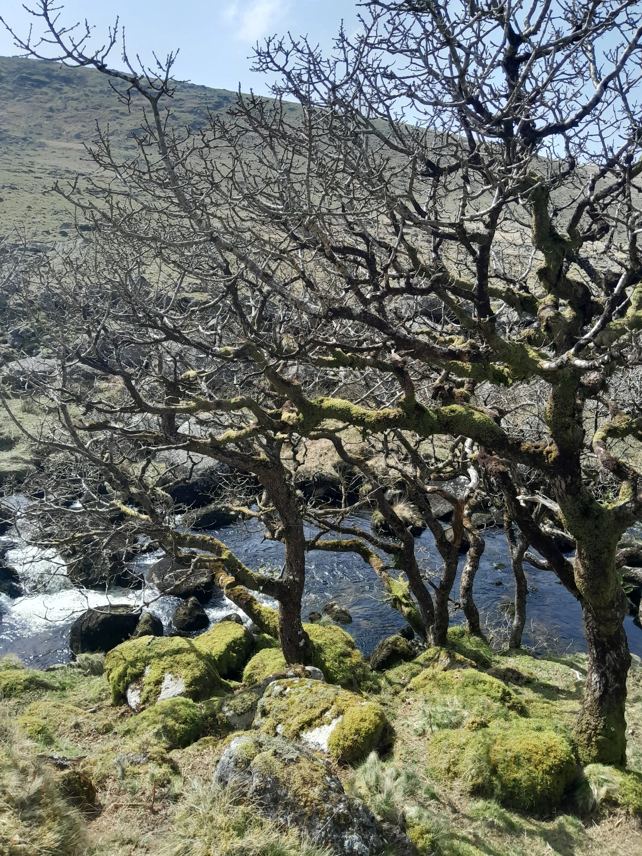 Bare tree branches near a stream with moss-covered rocks and a grassy area, hillside in the background, clear sky.