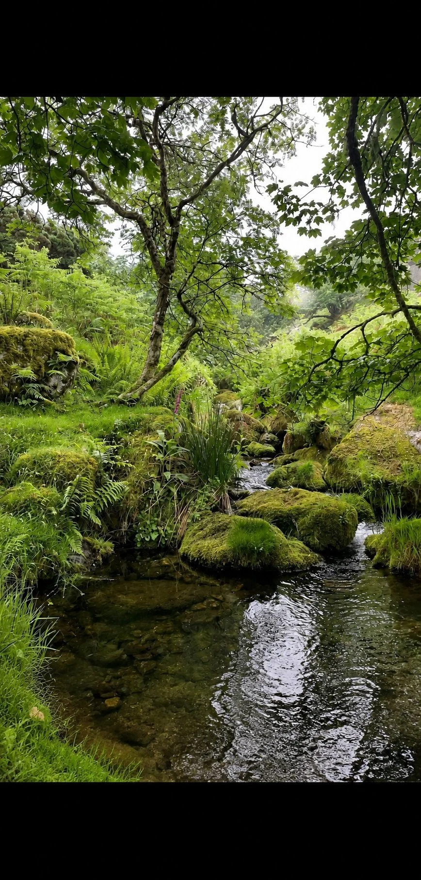 A lush green forest scene with a small stream running over moss-covered rocks and surrounded by dense foliage.