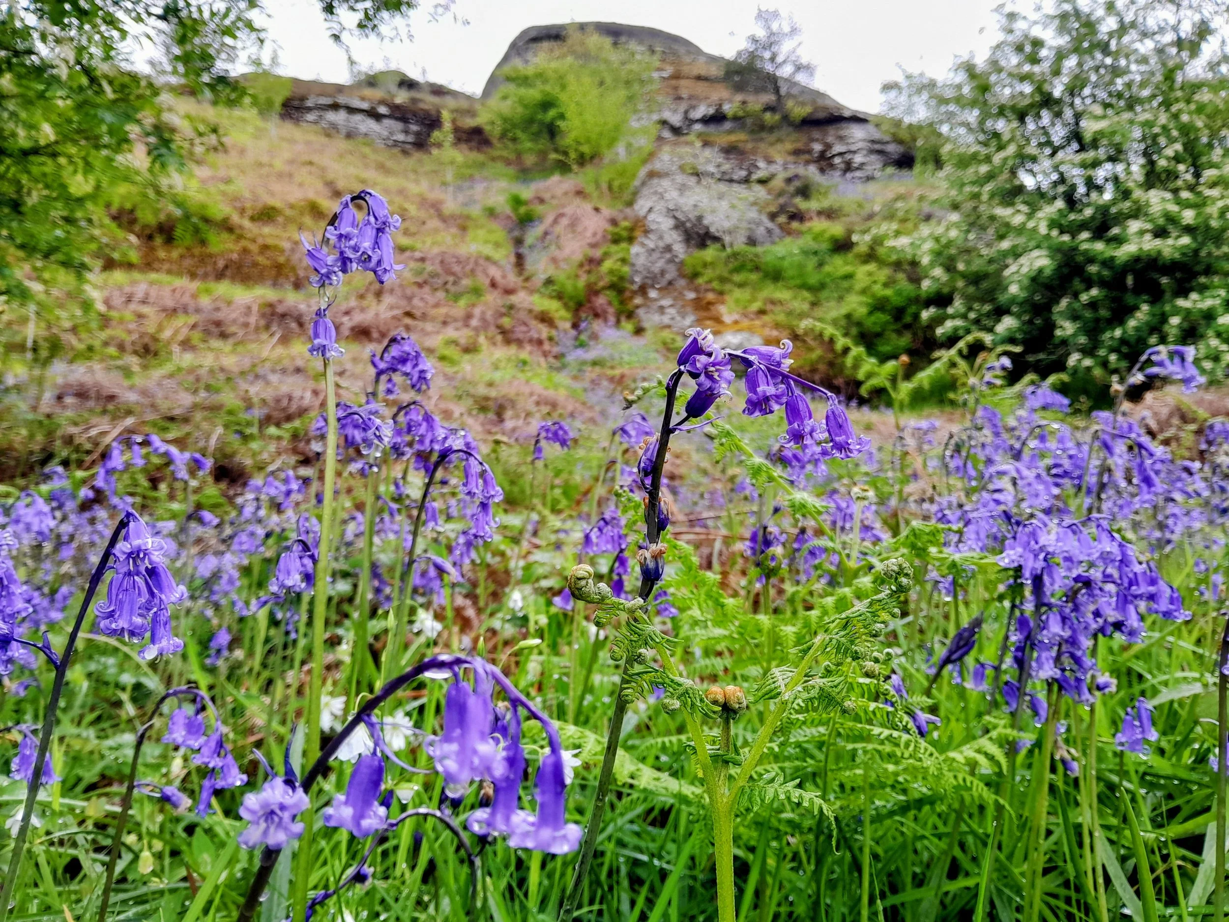 Purple flowers growing on a hillside with green grass and trees, and rocky formations in the background.