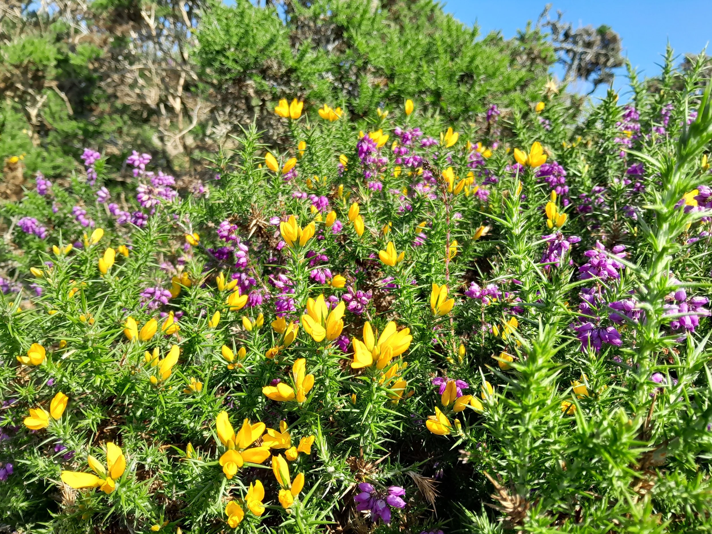 Close-up of colorful wildflowers, predominantly yellow and purple, growing in a lush green field under a bright blue sky.