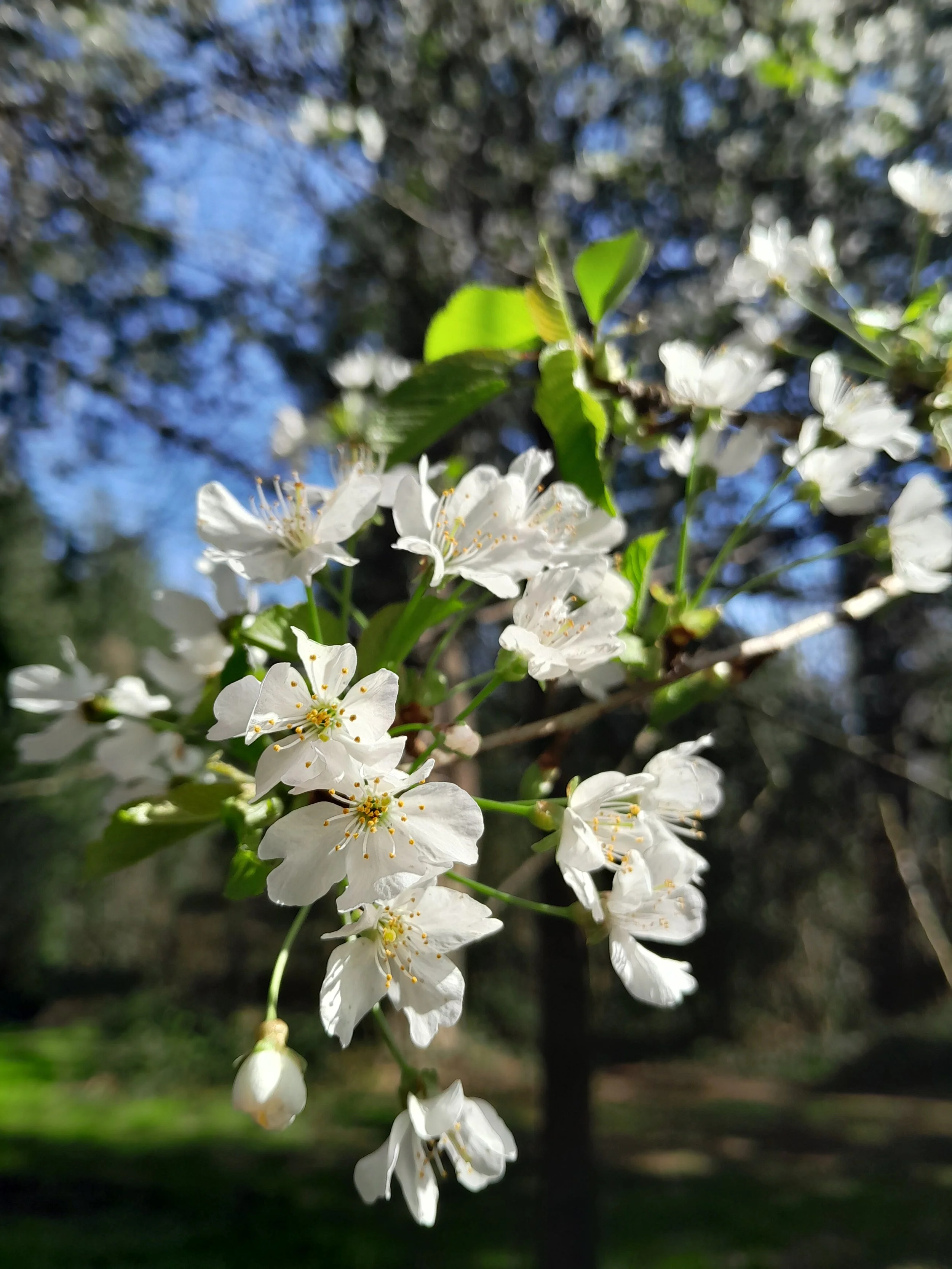 Close-up of white blossoms on a flowering tree branch with green leaves, sunlight and a blurry background of a blue sky and trees.