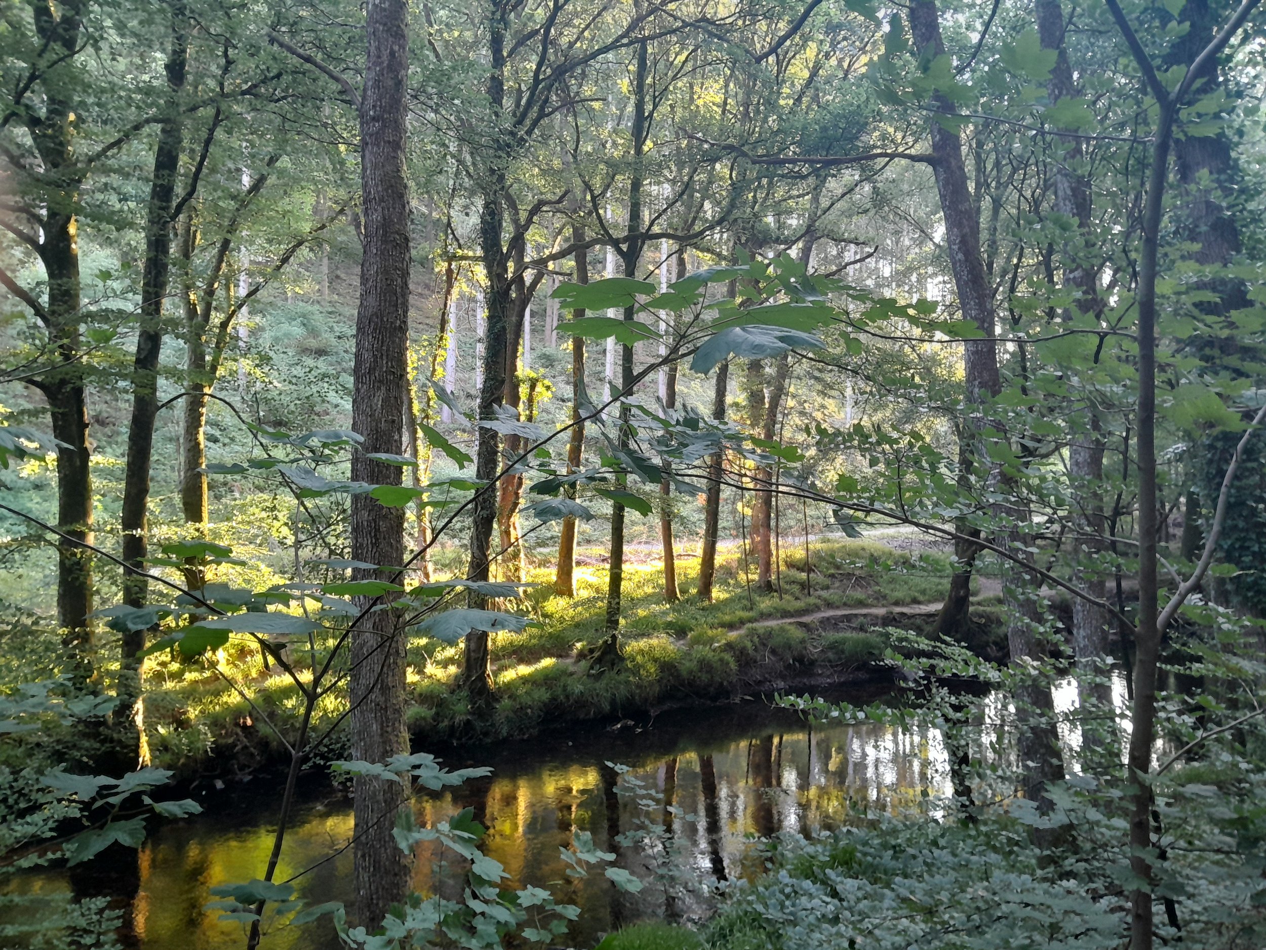 A forest scene with tall trees, green foliage, and a small stream reflecting sunlight.