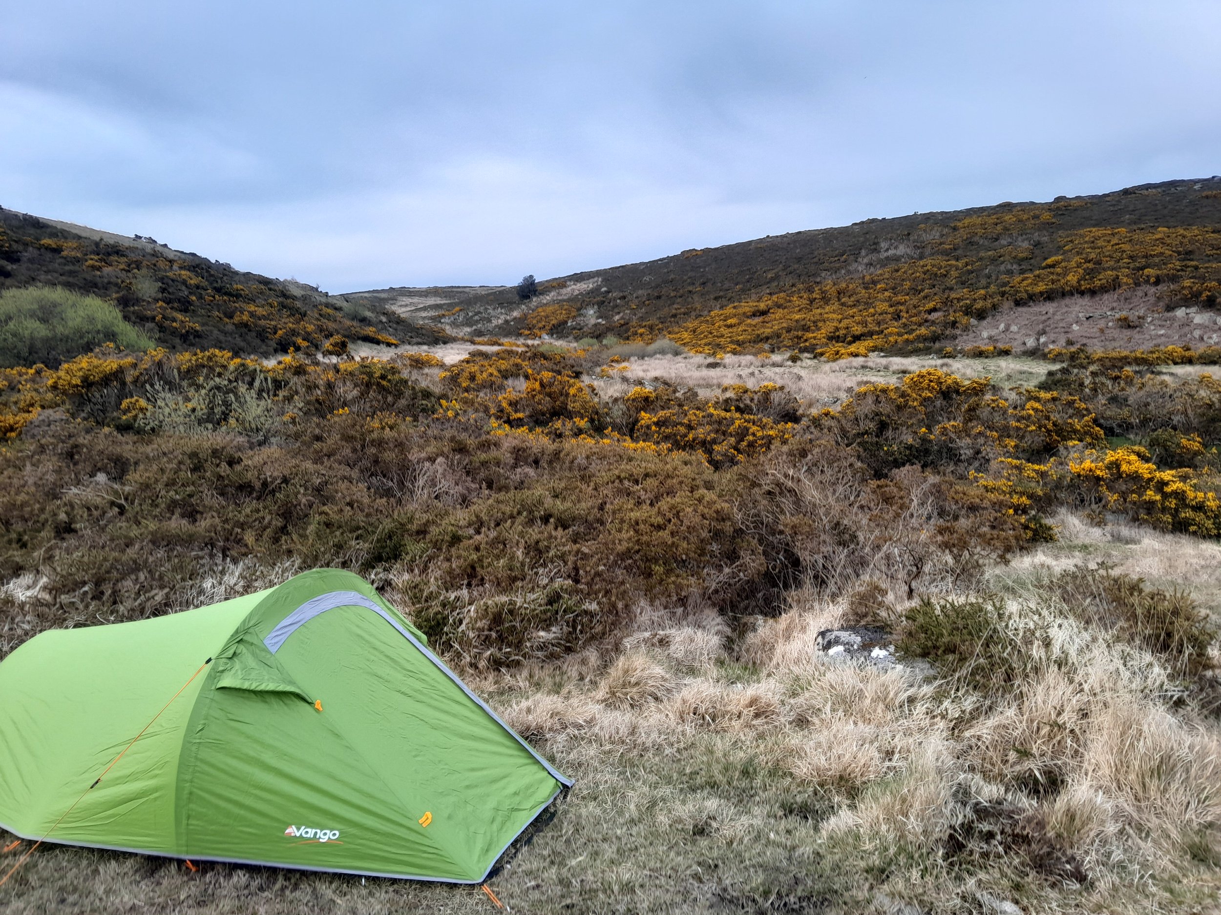 A green camping tent set up in a grassy and rocky hillside with gorse bushes and dry plants, under a cloudy sky.