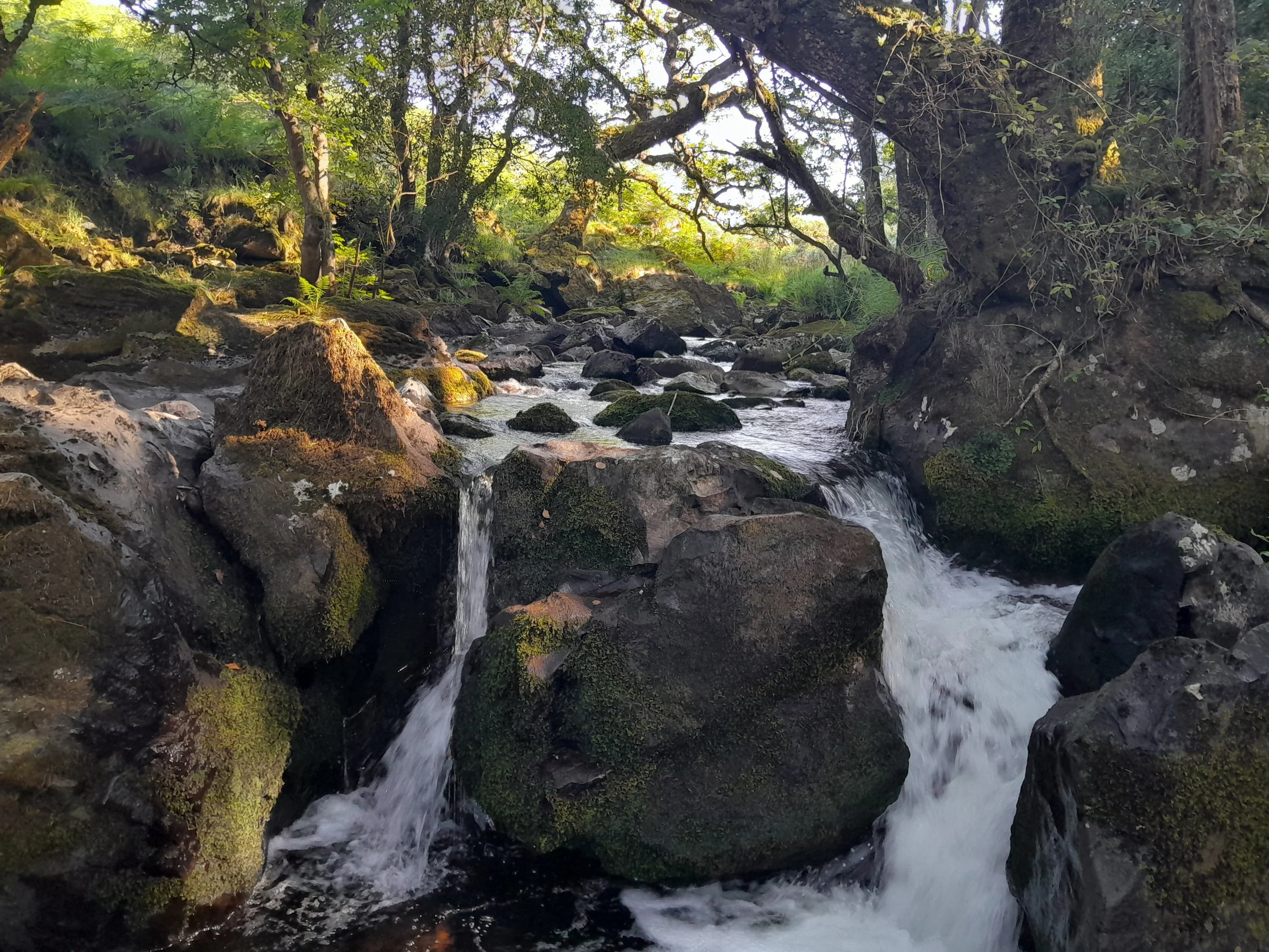 A small stream flowing over rocks in a forest, surrounded by lush green trees with sunlight filtering through the leaves.