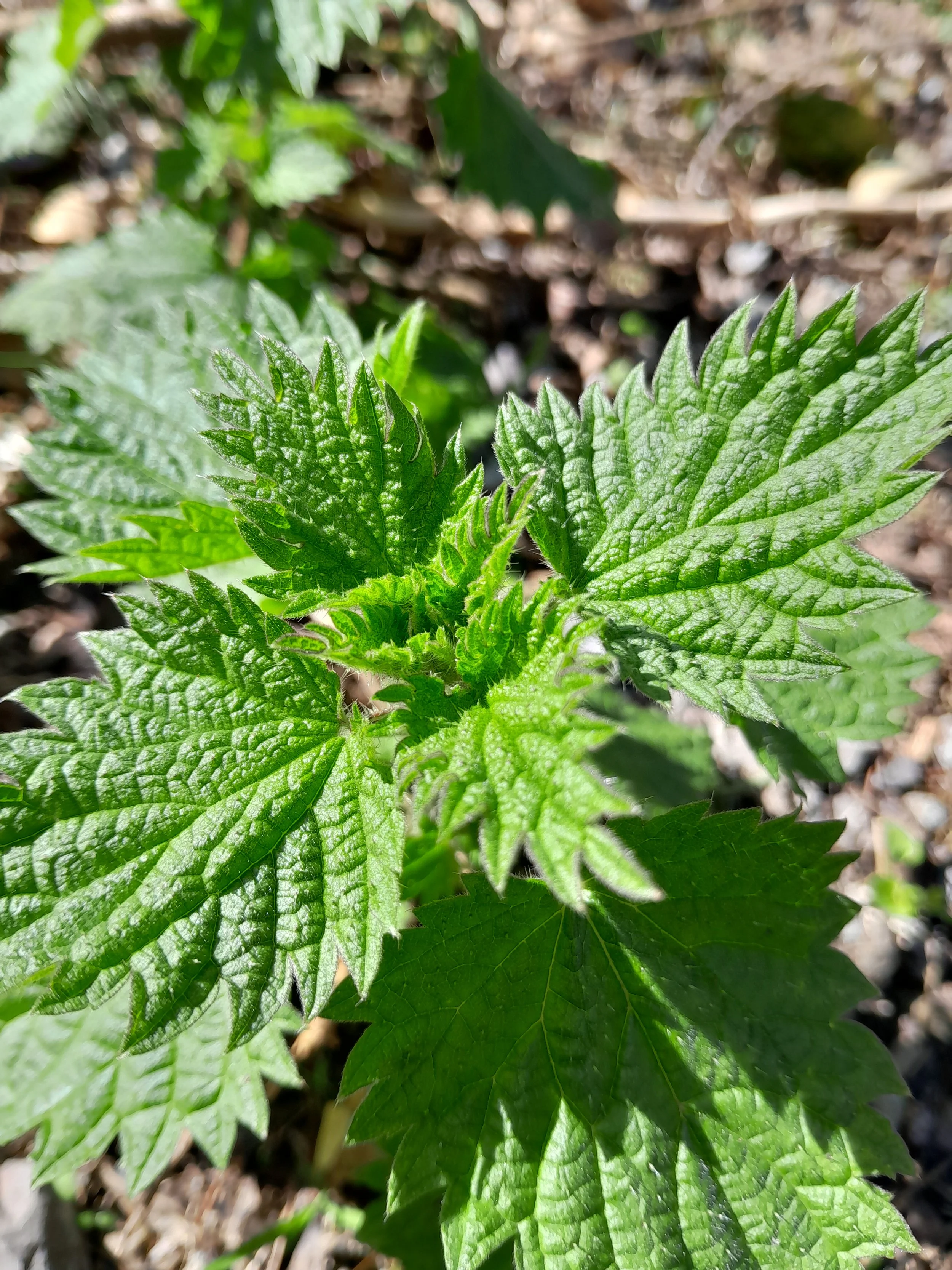 Close-up of green herb leaves, likely mint or similar plant, with textured surface and serrated edges, growing in soil.