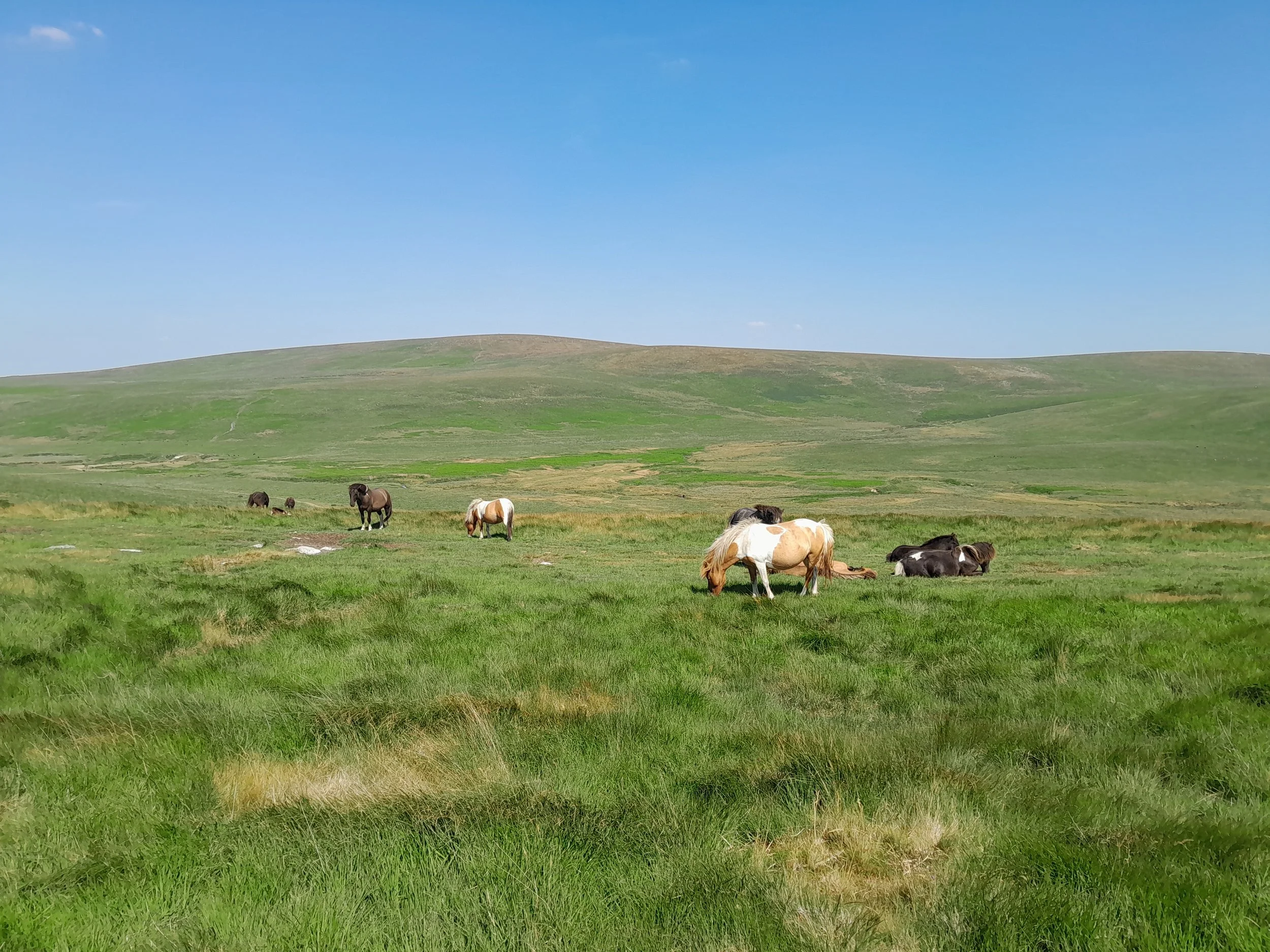 Green grassy landscape with rolling hills, a blue sky, and scattered clouds, with a small herd of horses grazing.