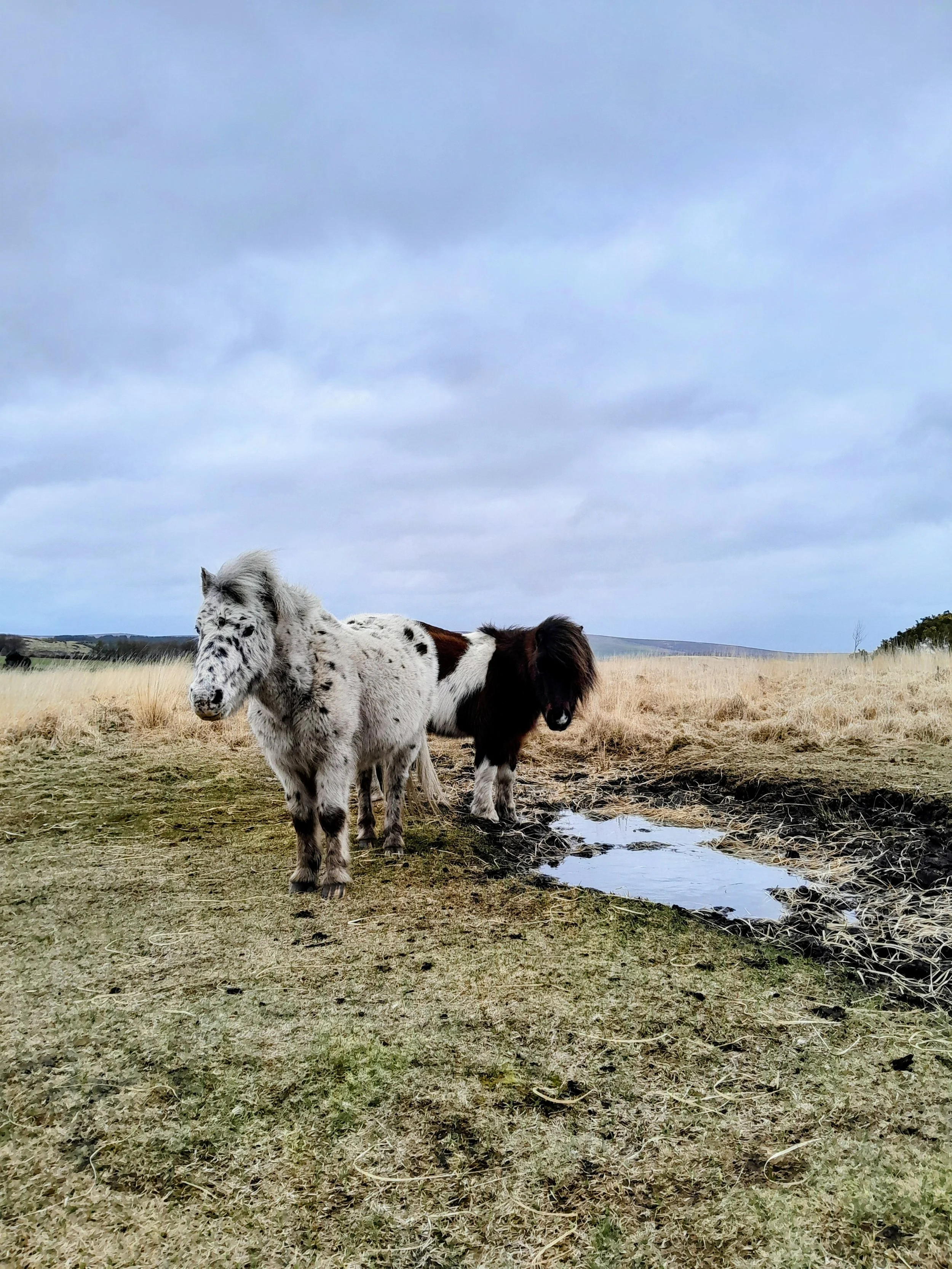 A black and white pony with a spotted face standing in a field with tall dry grass, a small water pond, and two other ponies in the background under a cloudy sky.