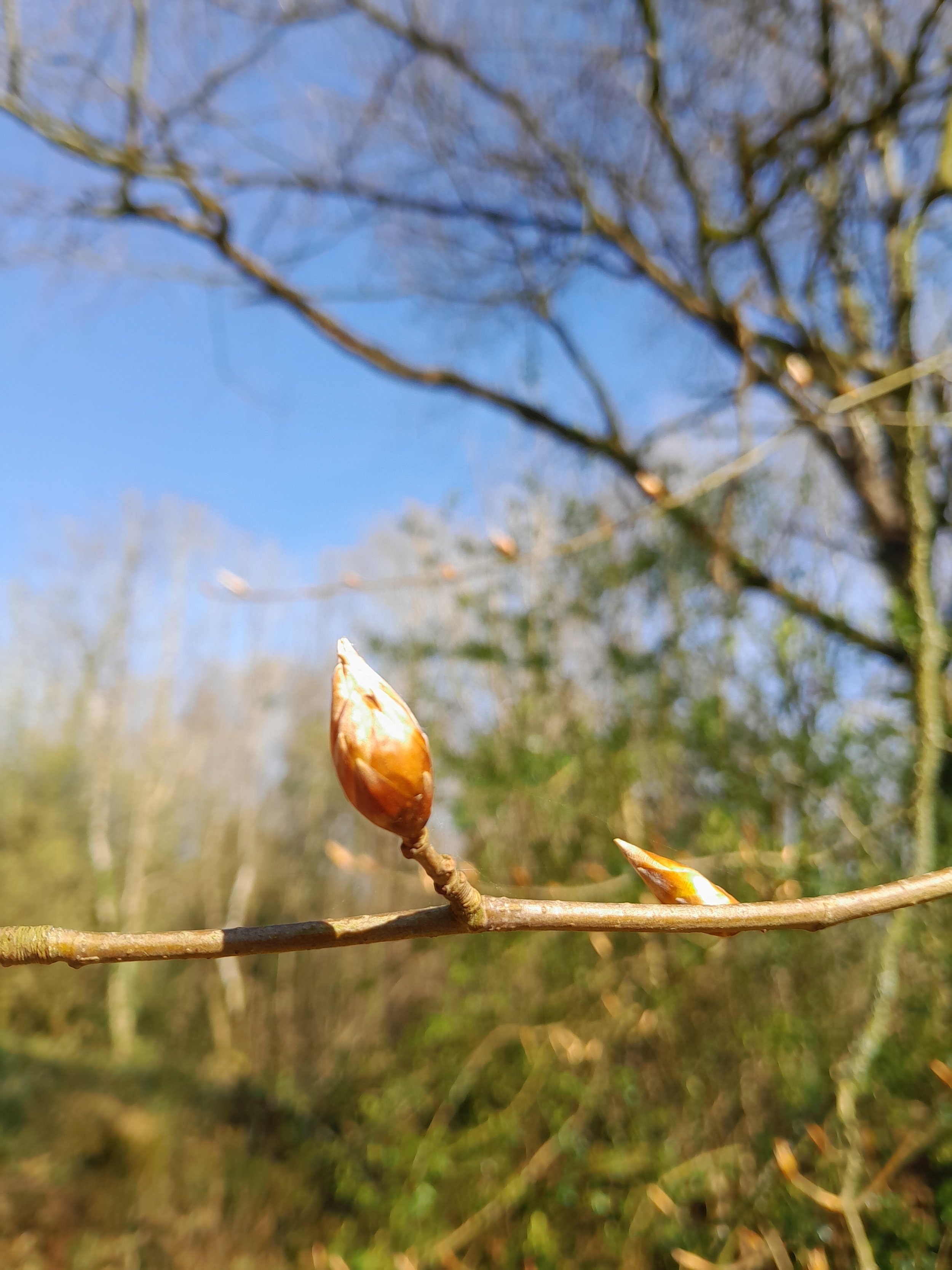 Close-up of a budding leaf on a branch with a blurred background of trees and blue sky.