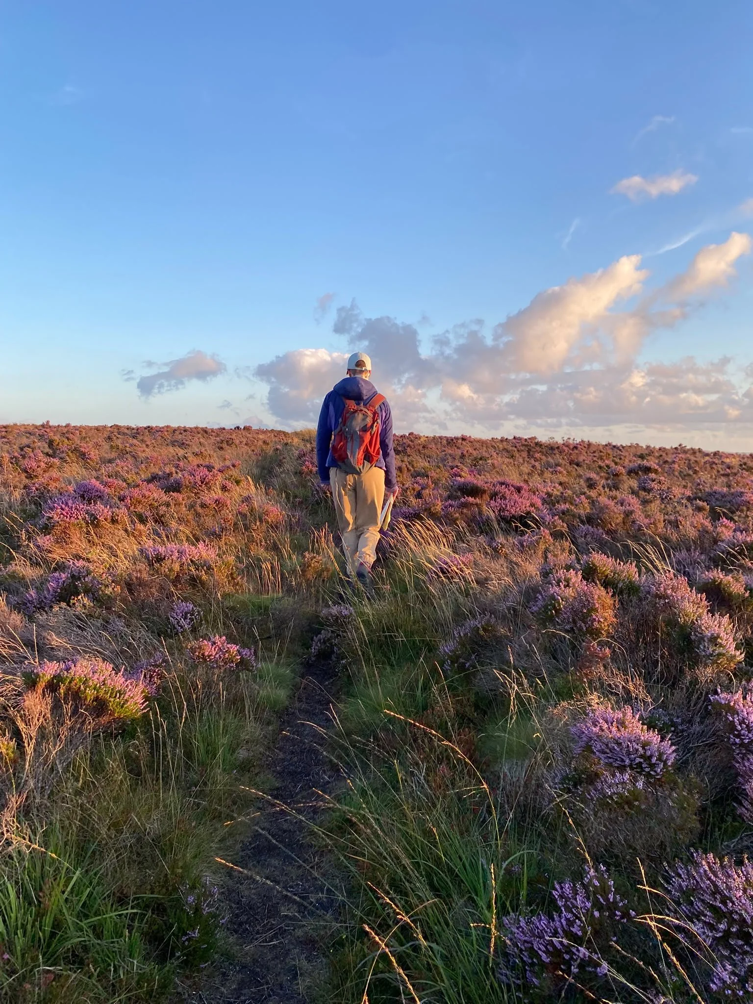 A person with a backpack walking through a field of purple shrubs at sunset, with a blue sky and scattered clouds in the background.