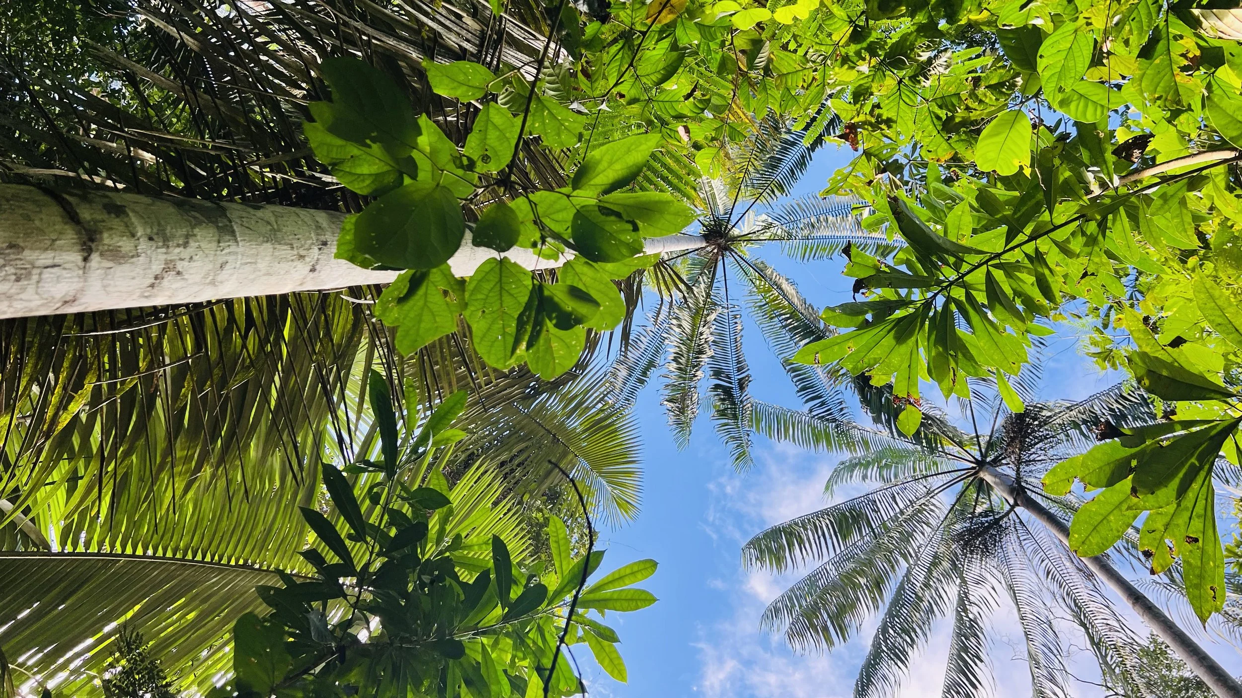 Amazon Rainforest: Lessons I Learned From The Forest