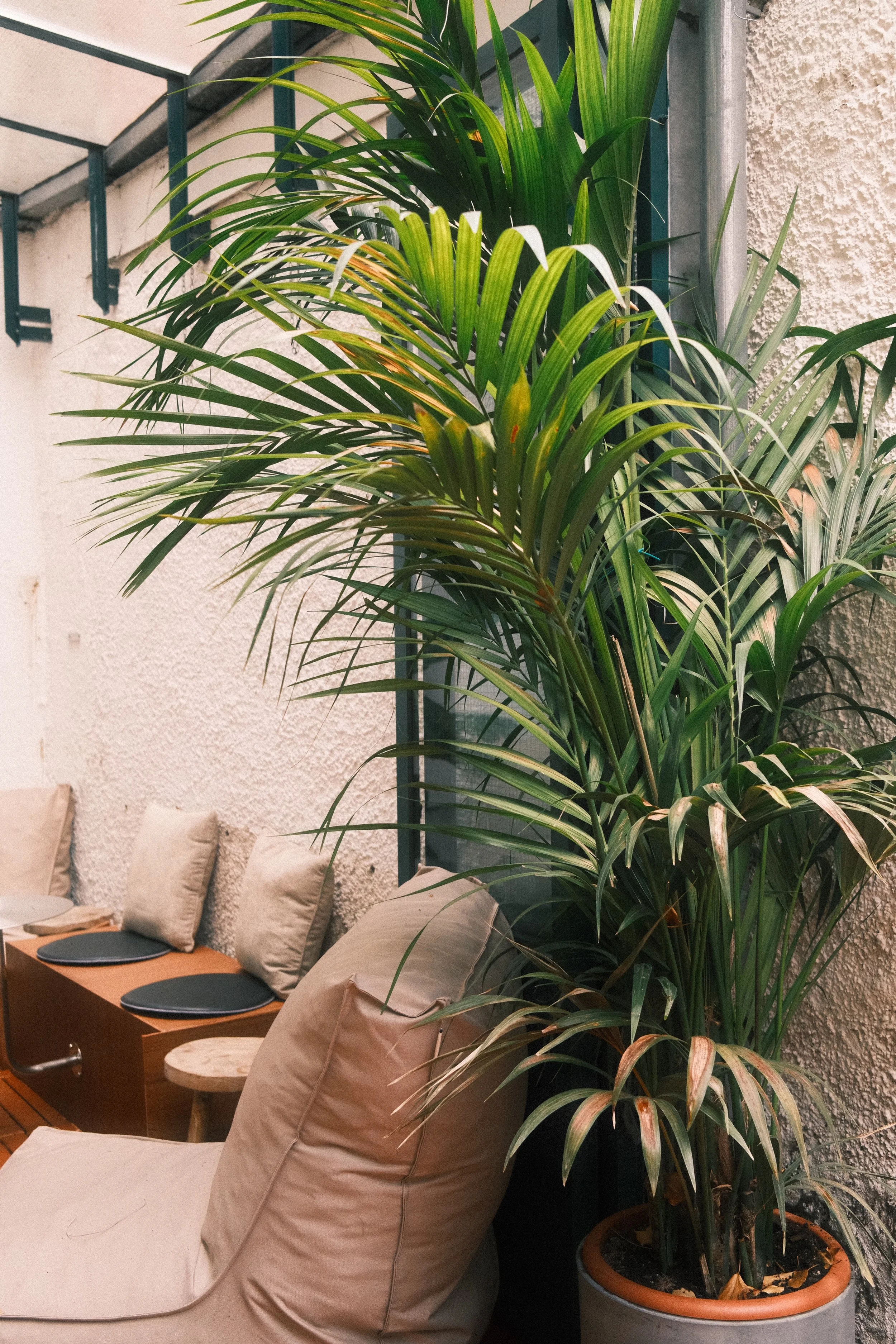 Ein Wohnzimmer mit einer großen Zimmerpflanze vor einer weißen Wand, einem Sofa mit beige Kissen und einem kleinen Beistelltisch.