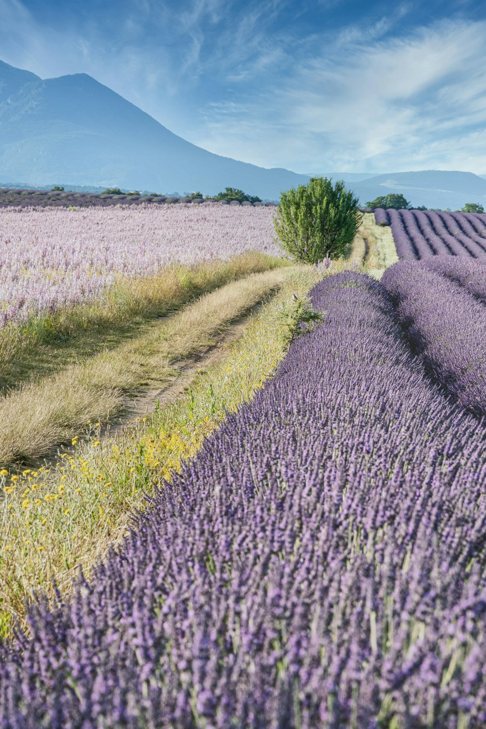 Lavender fields with purple flowers, a dirt path, green trees, mountains in the background, and a blue sky with clouds.