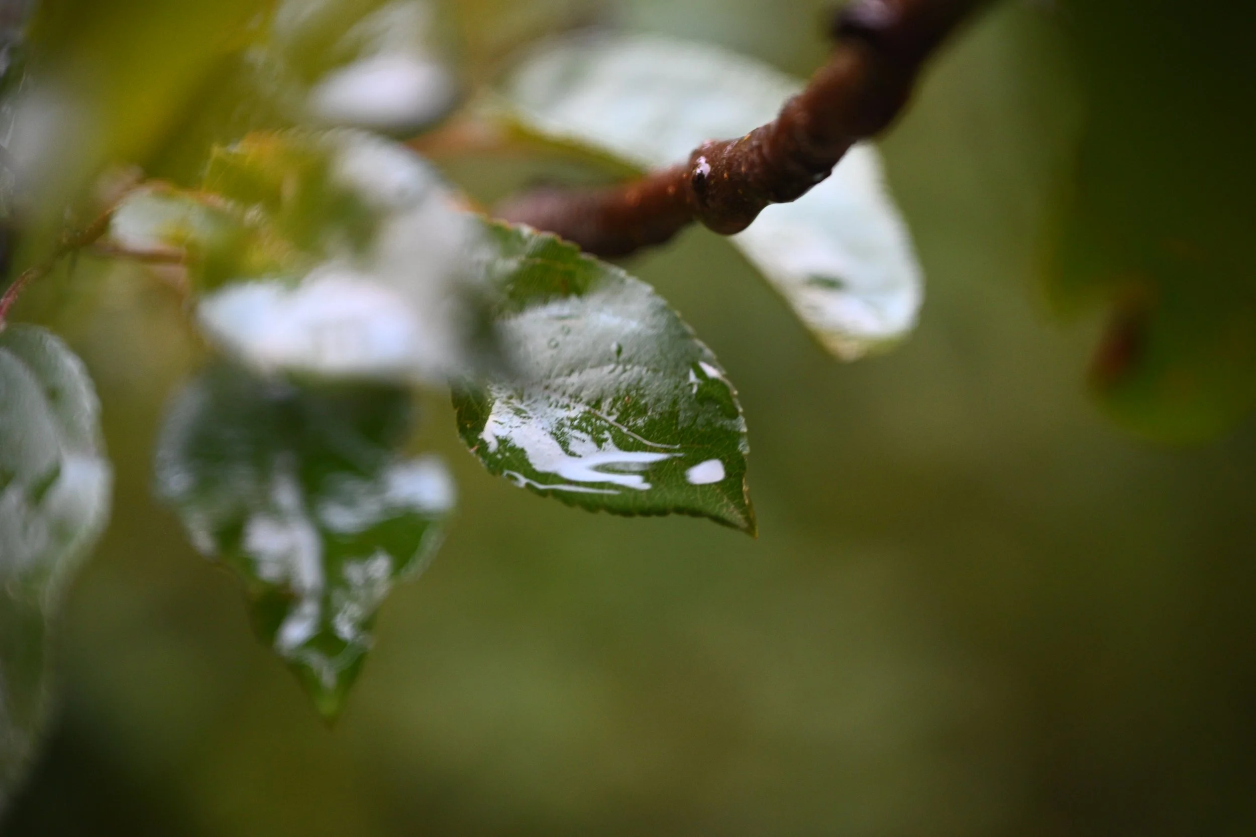 Close-up of wet green leaves on a tree branch.