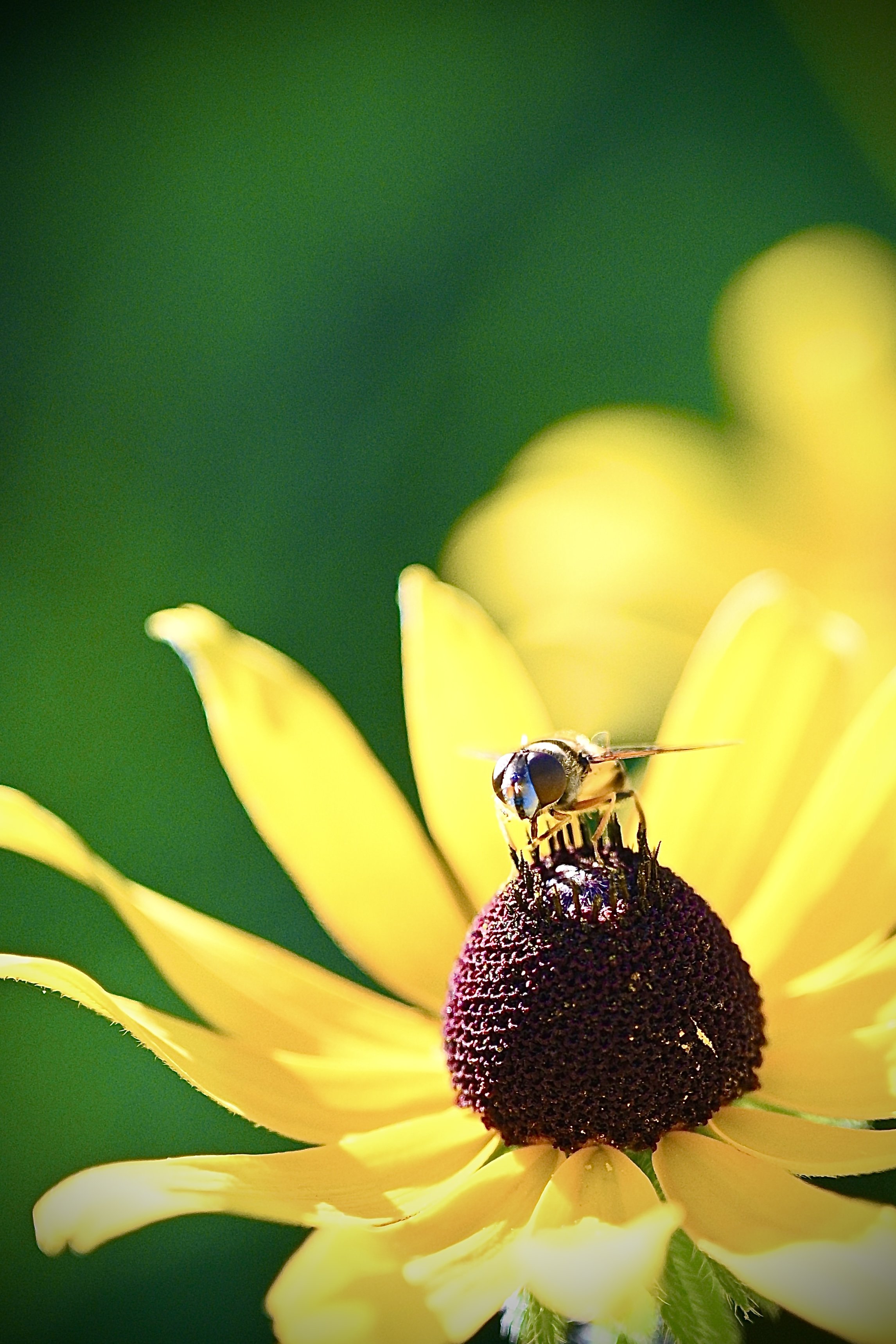A close-up photo of a yellow flower with a dark center, with a bee collecting nectar, set against a blurred green background.