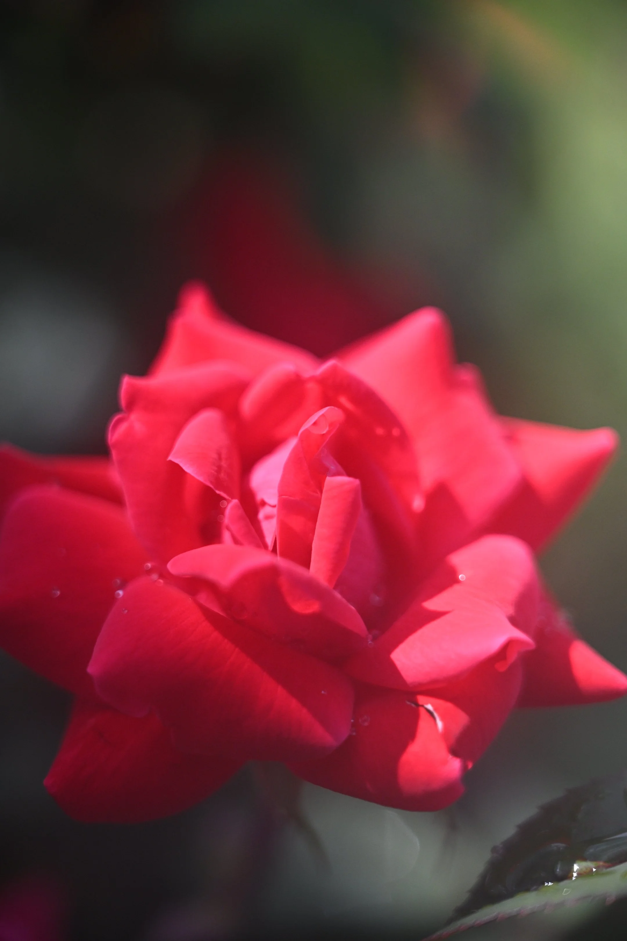Close-up of a vibrant pink rose with dewdrops on the petals, blurred dark green background.