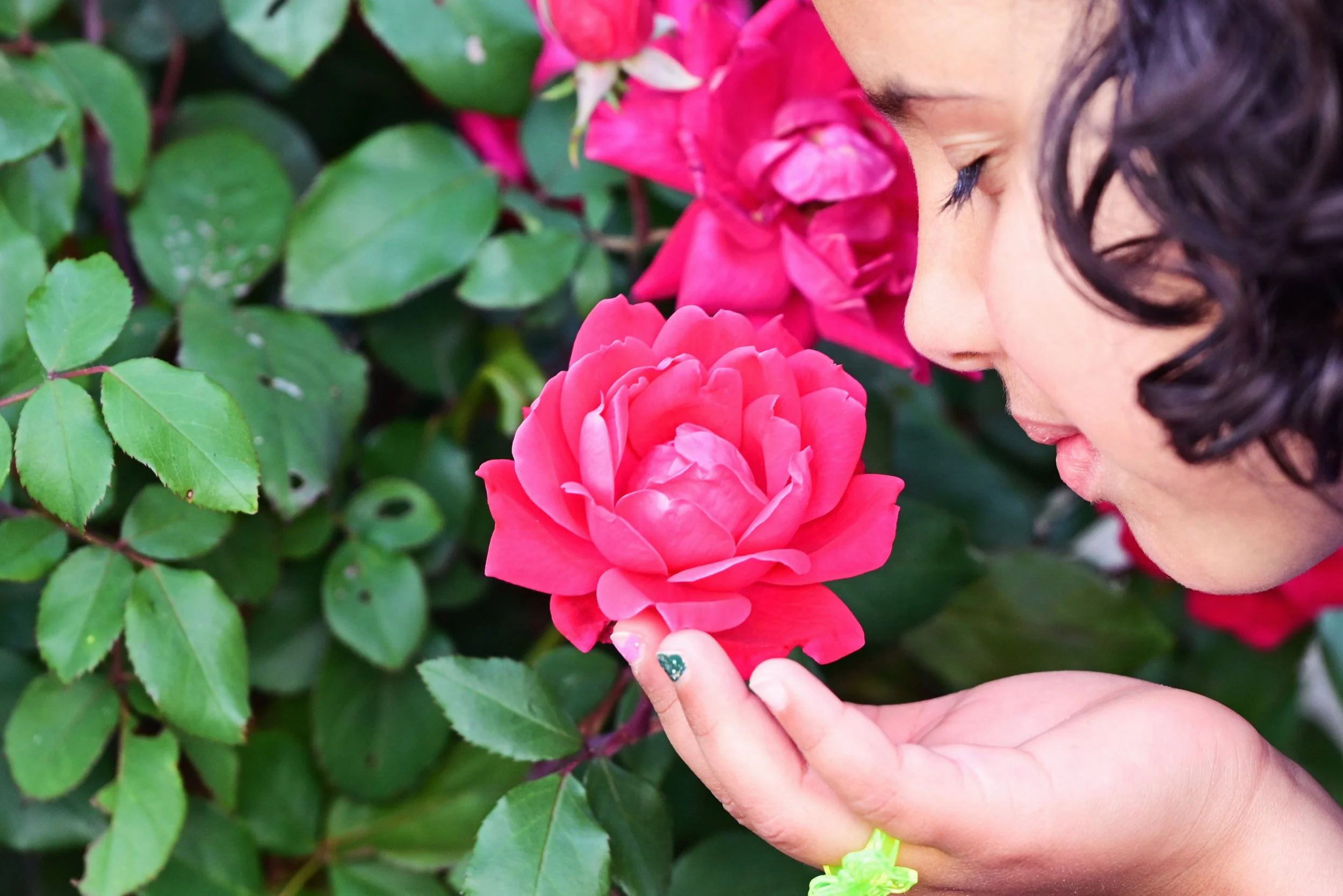 A girl with curly dark hair gently touching a bright pink rose on a green bush, surrounded by green leaves.