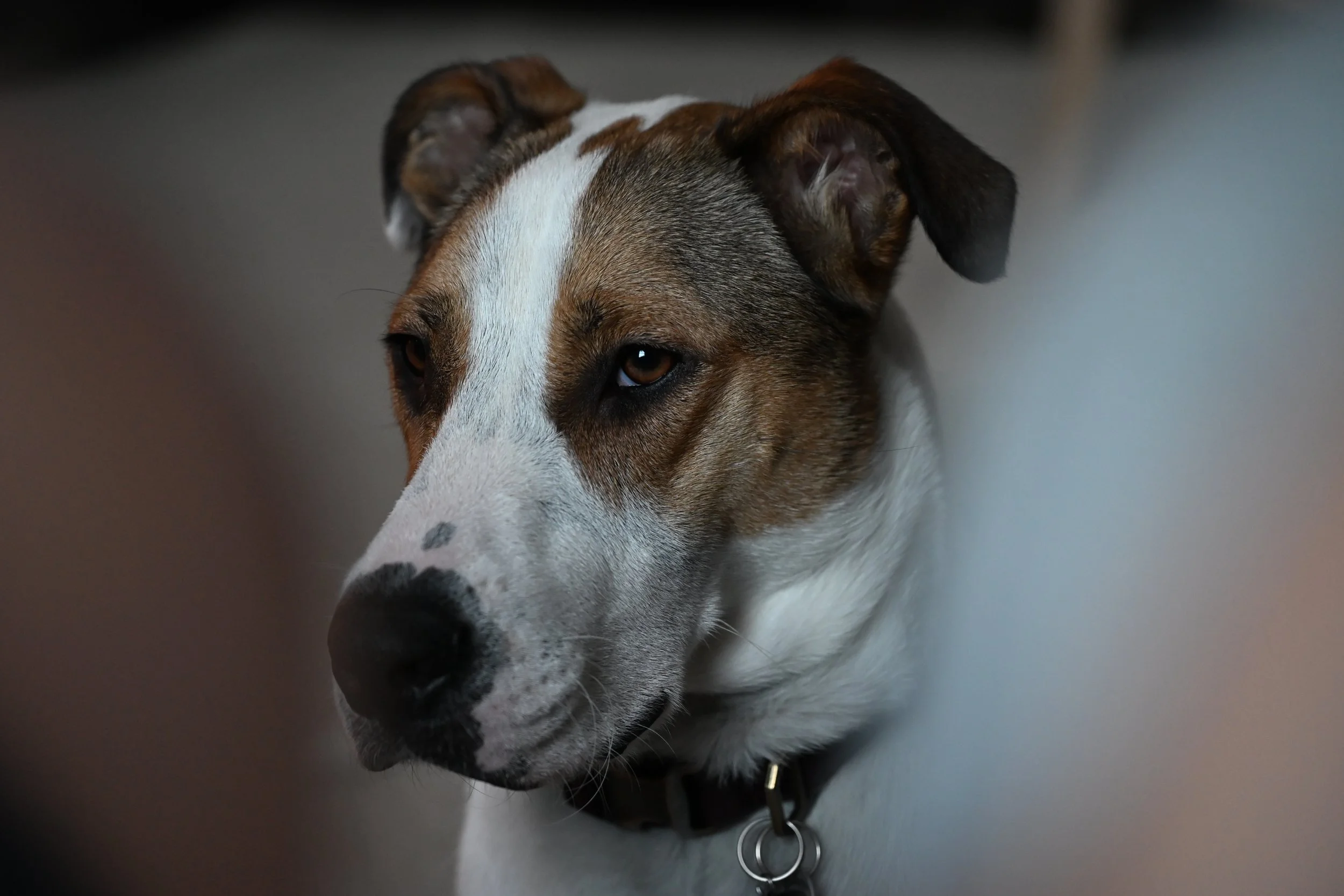 Close-up of a dog with a brown and white coat and expressive brown eyes.