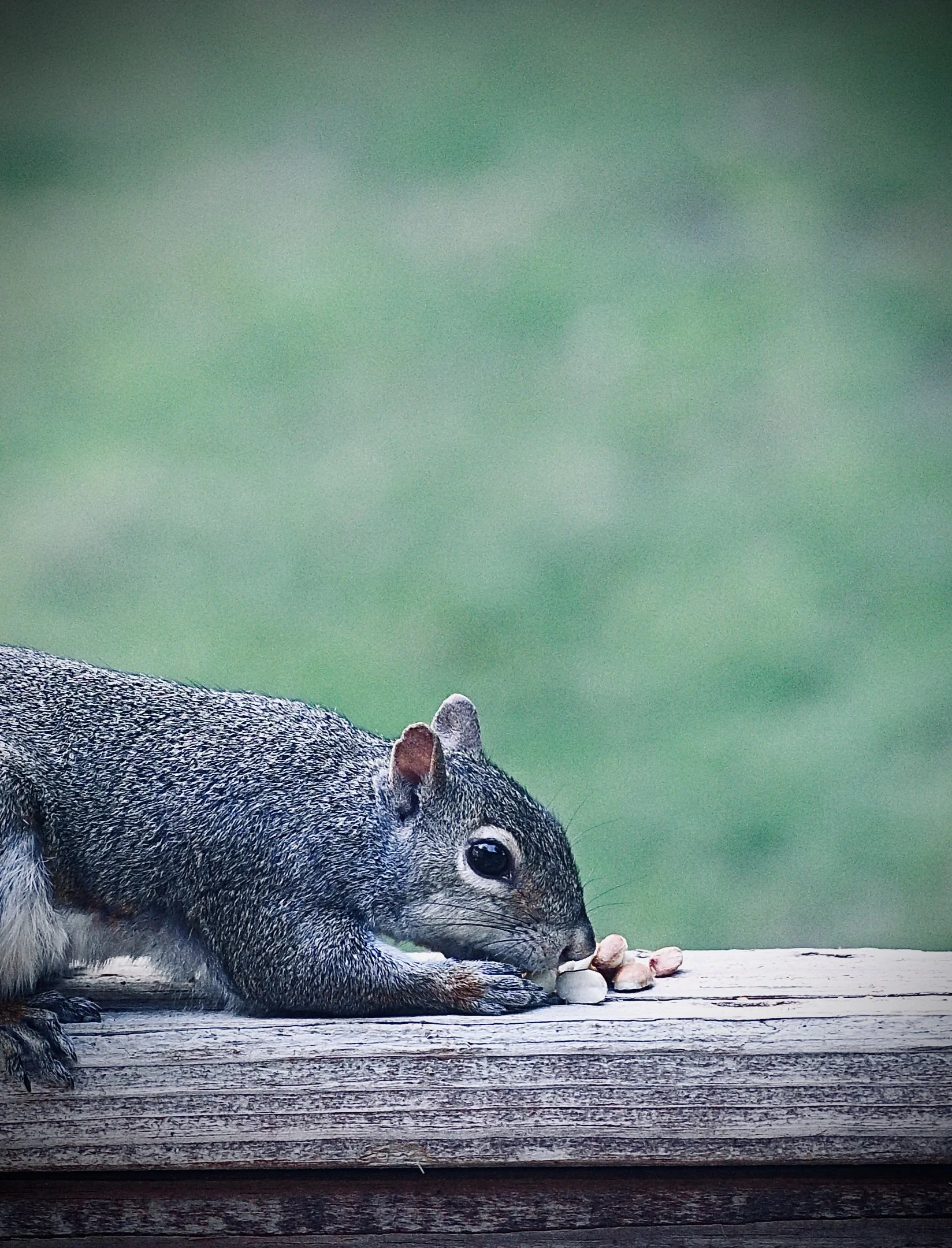 Close-up of a squirrel lying on a wooden surface, with some nuts or seeds in front of it, against a blurred green background.