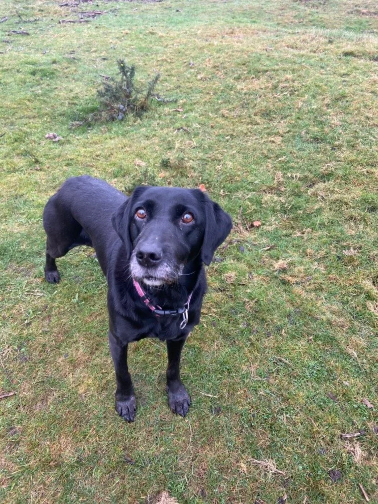 Black dog with floppy ears looking up on grassy terrain with small tree or shrub in the background.