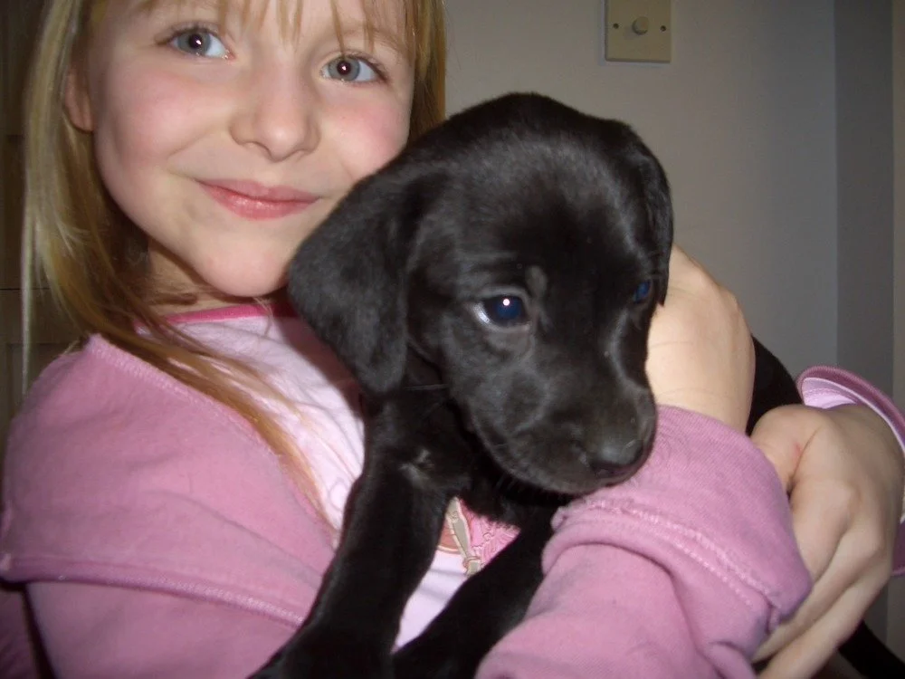 A young girl with blonde hair and a pink shirt holding a black puppy with floppy ears.