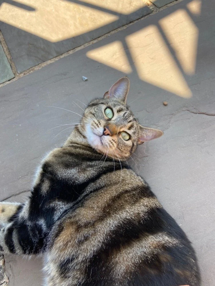 Close-up of a tabby cat lying on a concrete surface, looking up with green eyes, with shadows cast on the ground nearby.