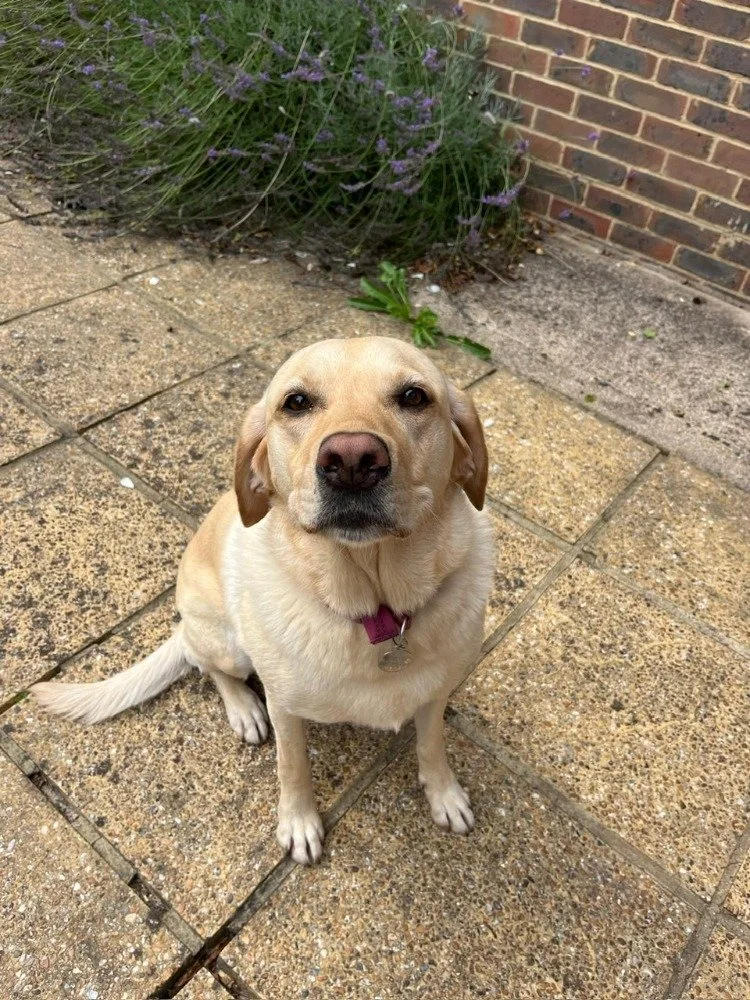 A tan dog sitting on a tiled outdoor surface with purple flowering plants and a brick wall in the background.