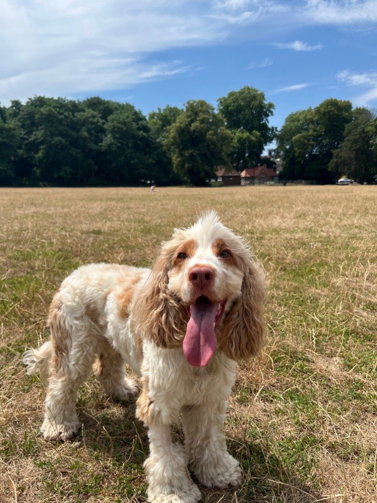 Happy Cocker Spaniel with floppy ears standing on grassy field under blue sky with scattered clouds, trees and houses in background.
