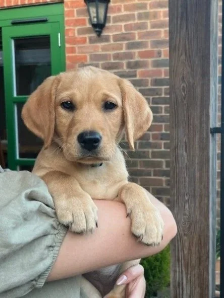 A person is holding a cute, light brown puppy with floppy ears outdoors near a brick building and a green door.