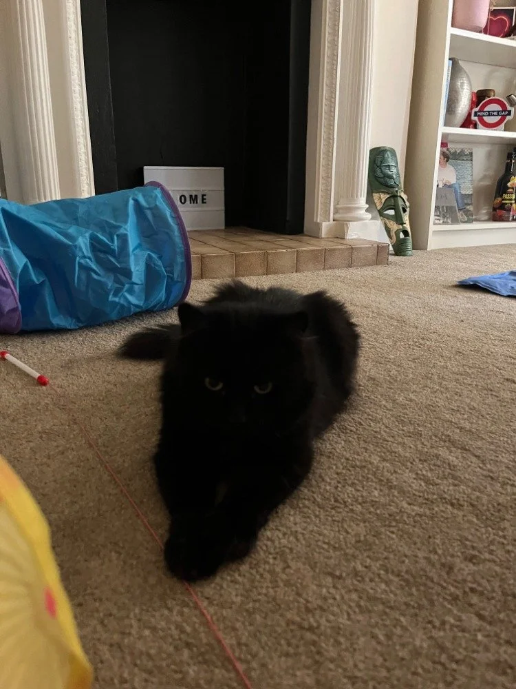A black cat lying on a beige carpet, with a blue and purple tunnel toy nearby, in front of a fireplace and a shelf with various items and a decorative mask.