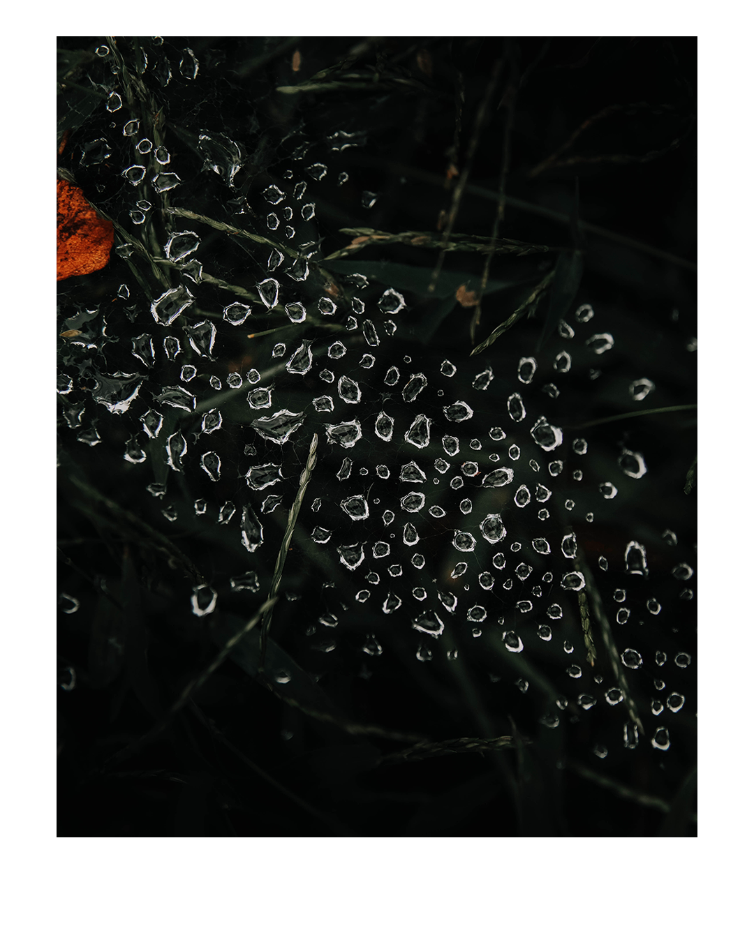 Backyard .5 (1).png