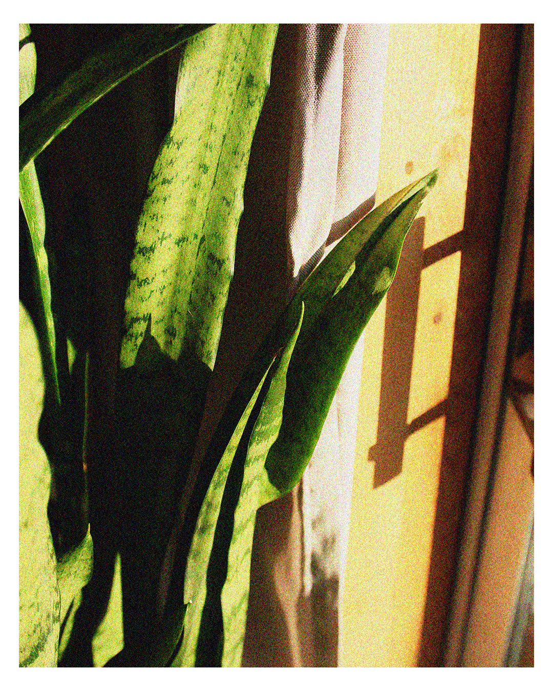 sunporch plant.png
