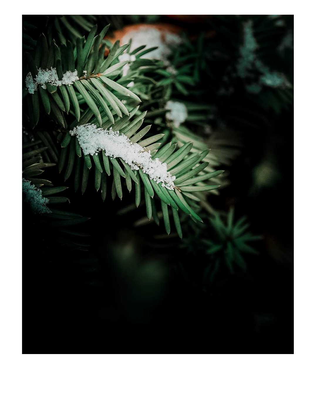 pine 2 (1).png