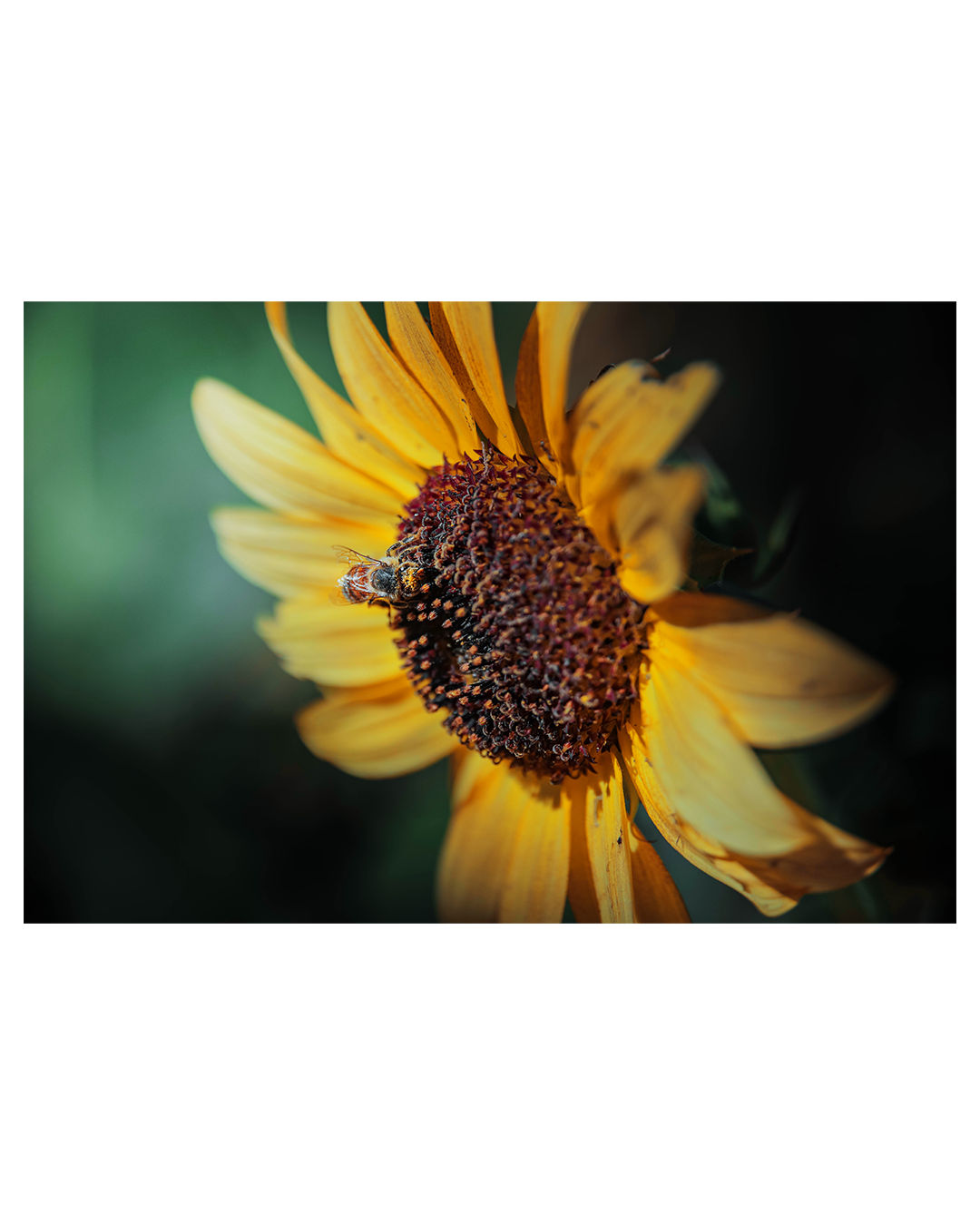 bees 3 (1).png