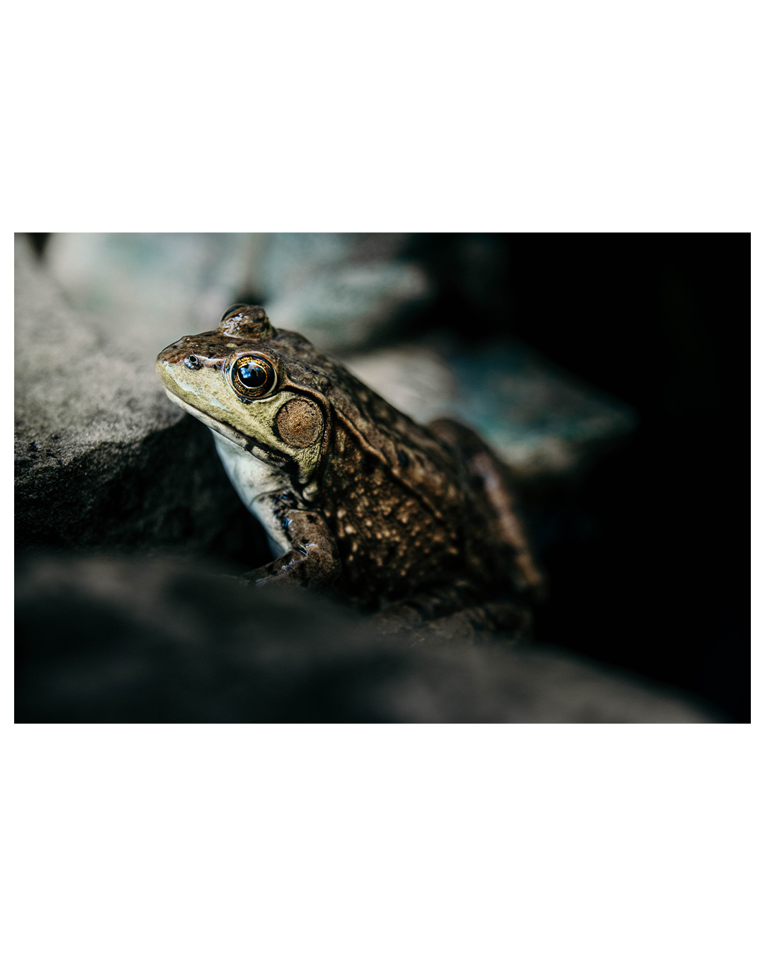 Insta frog 1.5.png