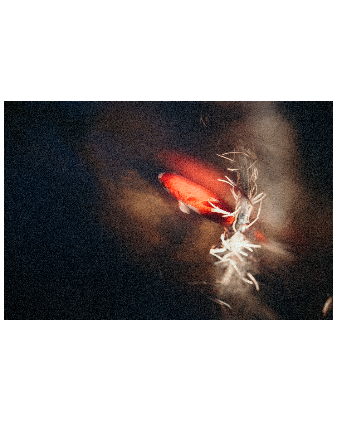 koi1 (1).png