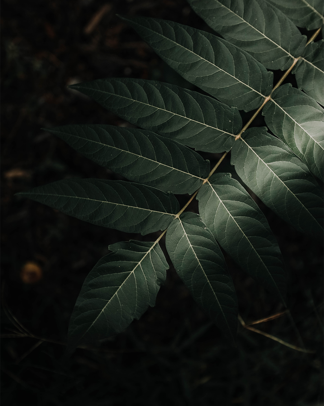 Backyard 2.png