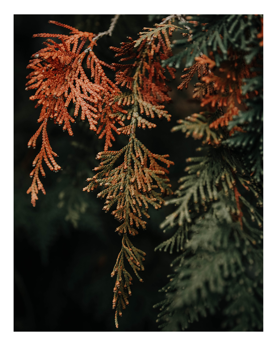 Backyard 3.png