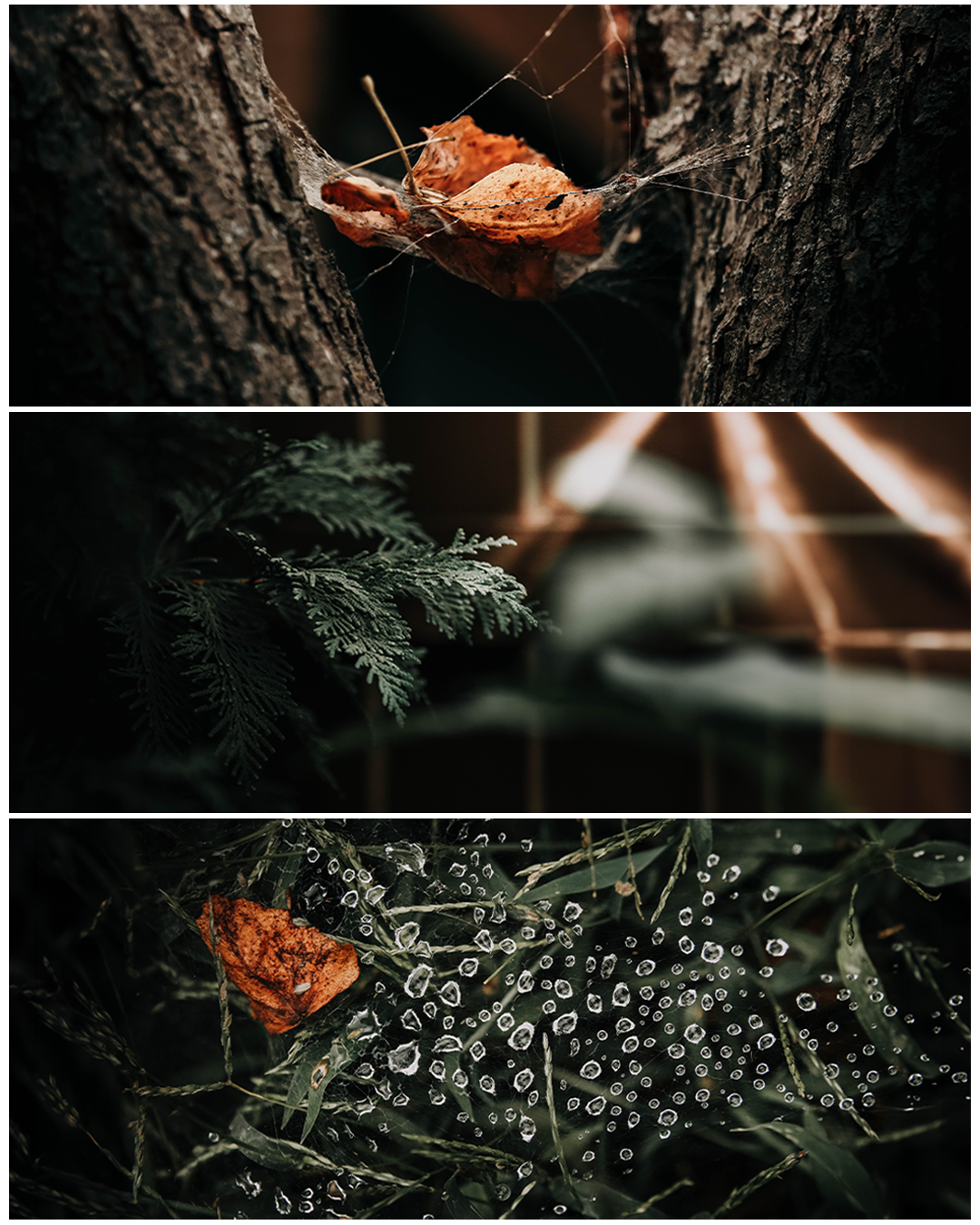 Backyard 1.png
