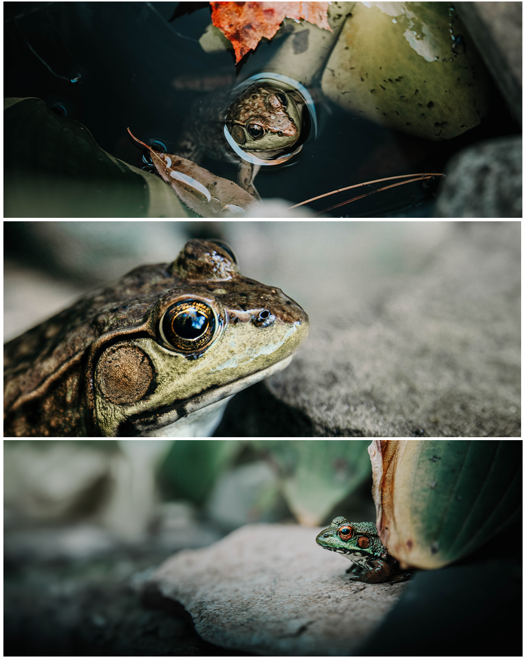 insta frog 2.png