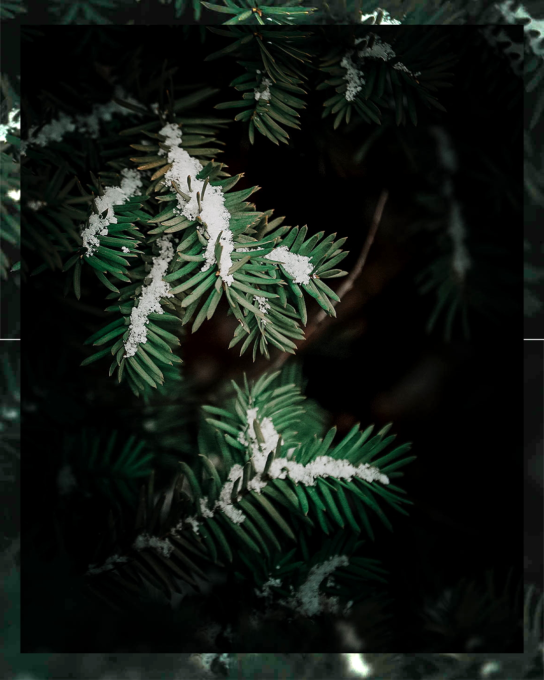 pine 1 (1).png