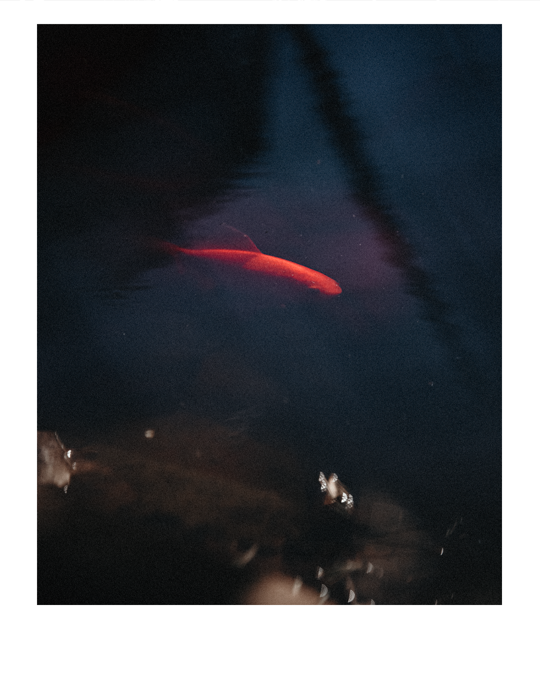 koi7 (1).png