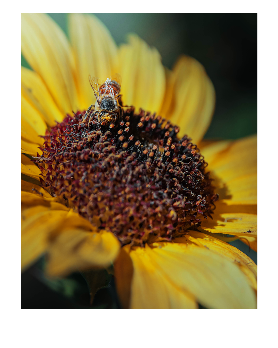bee 1.png