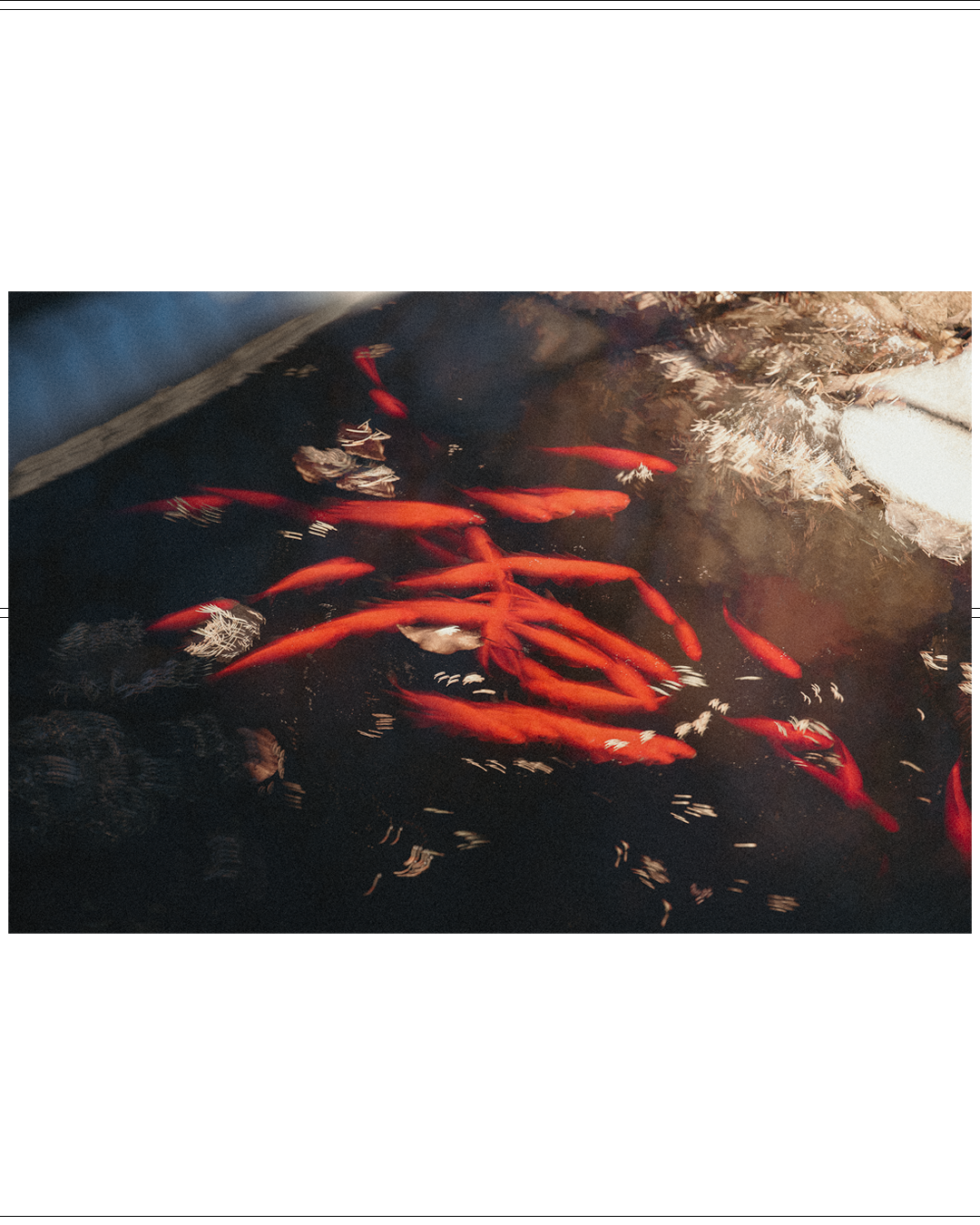 koi6 (2).png